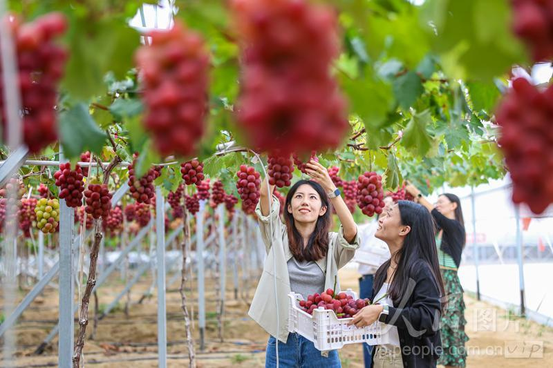 2024年9月30日,在山东省荣成市崖西镇一处葡萄种植园,美味的葡萄吸引着众多市民和游客前来采摘、品尝。来源:人民图片