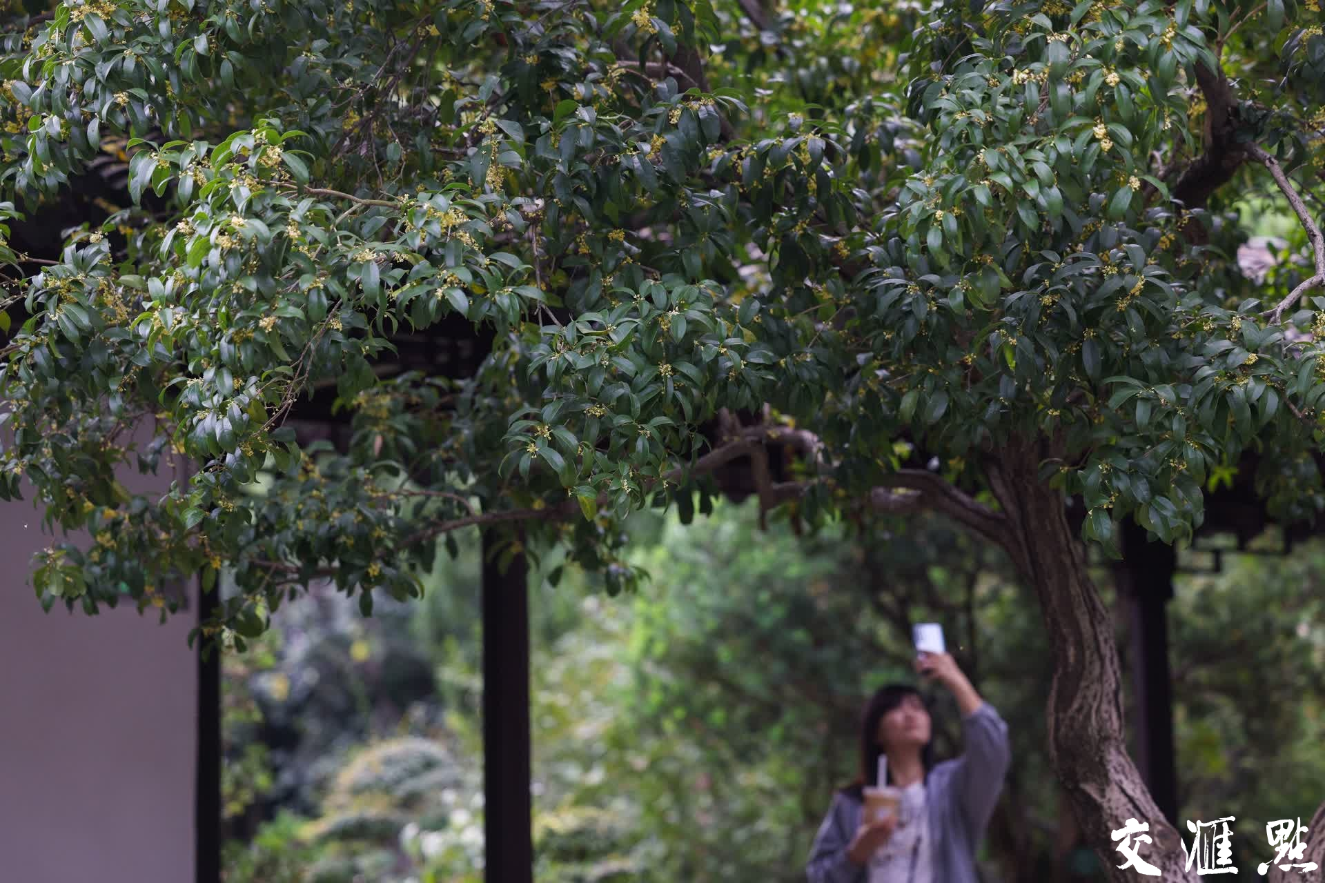 10月17日，南京瞻园，桂花竞相绽放，花香四溢。盛开的桂花为古色古香的瞻园增添了几分雅致，吸引不少游客前来赏花拍照，记录美好时光。
新华日报·交汇点记者 蒋文超/摄