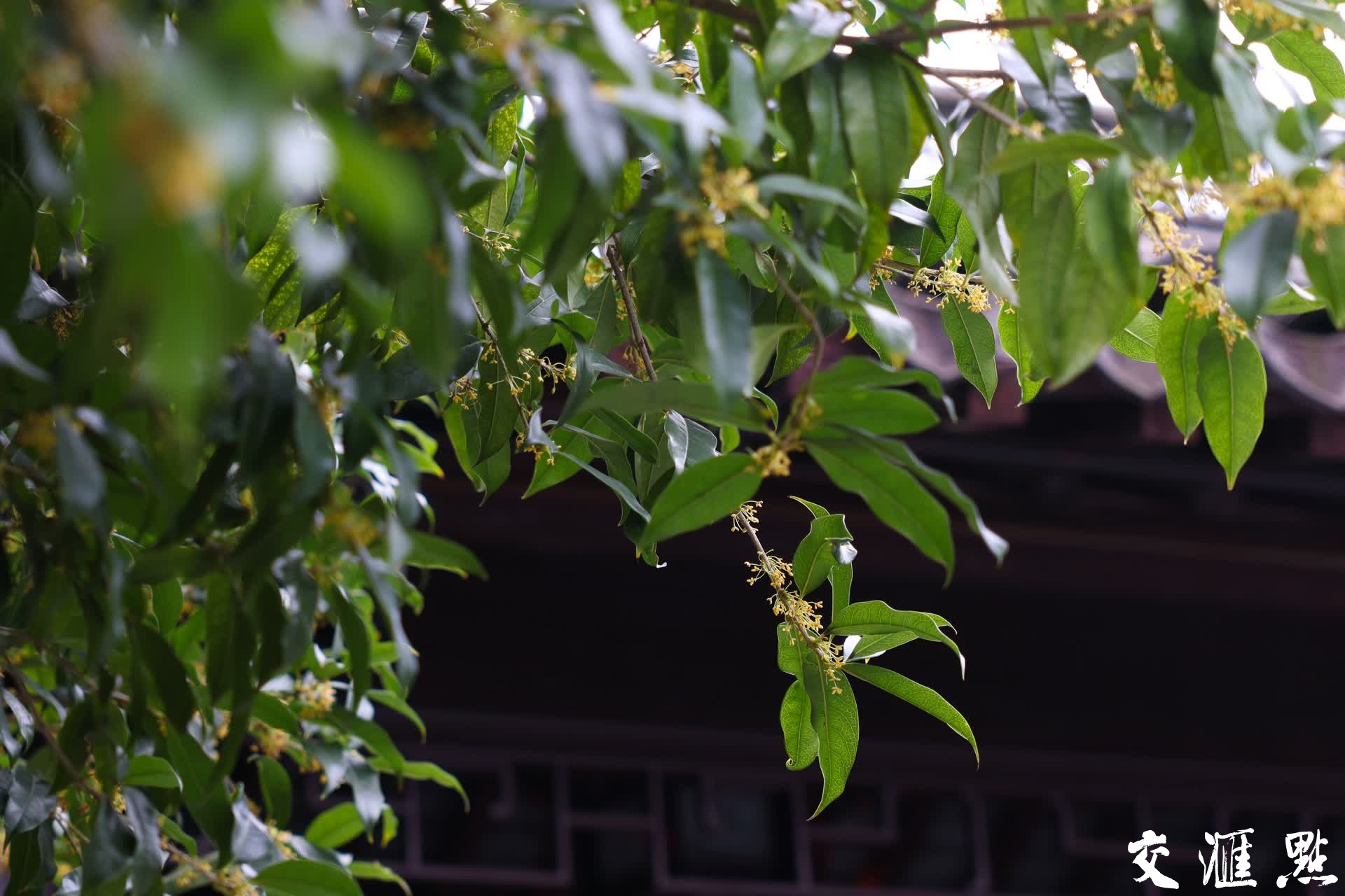 10月17日，南京瞻园，桂花竞相绽放，花香四溢。盛开的桂花为古色古香的瞻园增添了几分雅致，吸引不少游客前来赏花拍照，记录美好时光。
新华日报·交汇点记者 蒋文超/摄