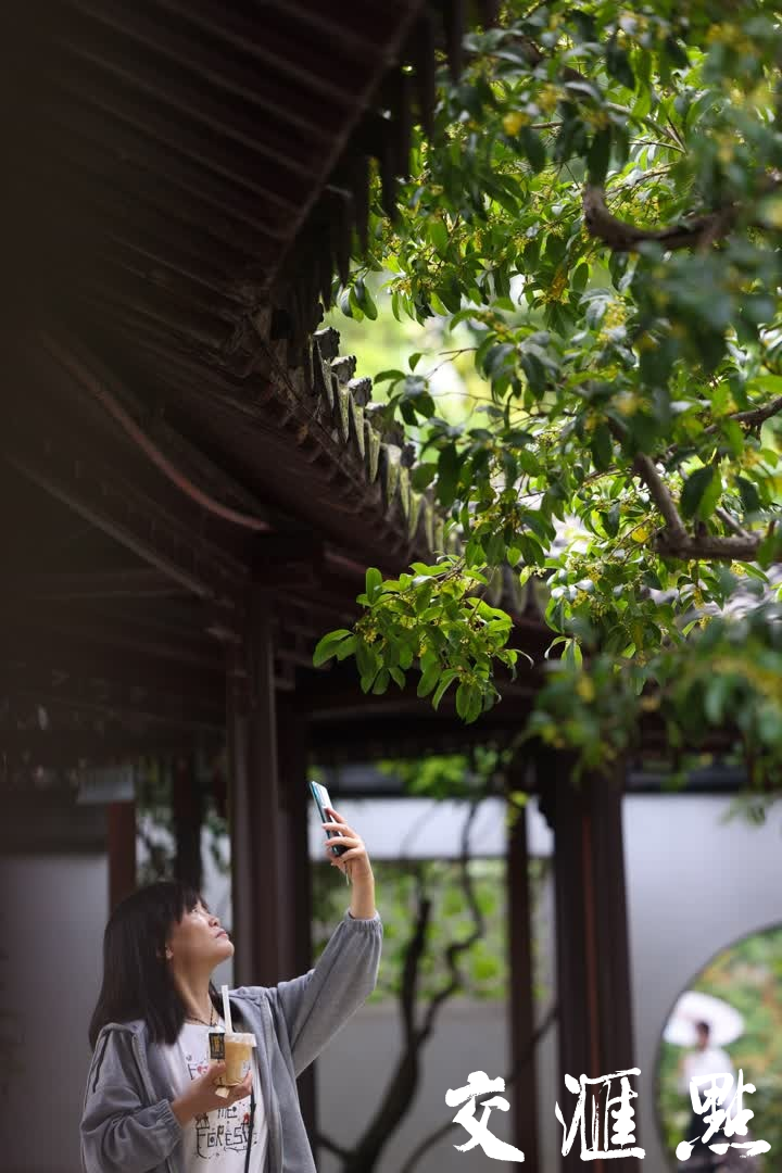 10月17日，南京瞻园，桂花竞相绽放，花香四溢。盛开的桂花为古色古香的瞻园增添了几分雅致，吸引不少游客前来赏花拍照，记录美好时光。
新华日报·交汇点记者 蒋文超/摄