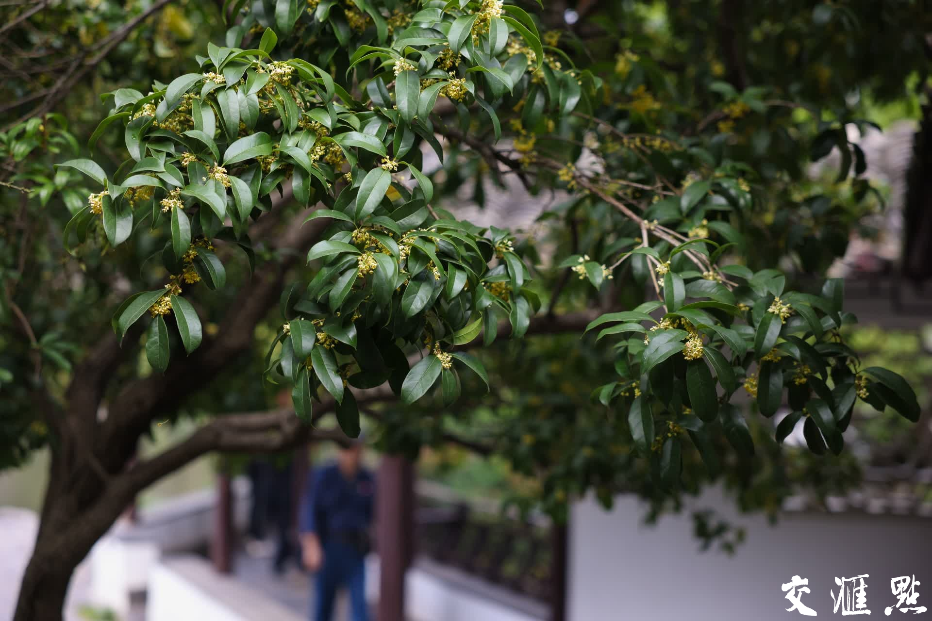 10月17日，南京瞻园，桂花竞相绽放，花香四溢。盛开的桂花为古色古香的瞻园增添了几分雅致，吸引不少游客前来赏花拍照，记录美好时光。
新华日报·交汇点记者 蒋文超/摄