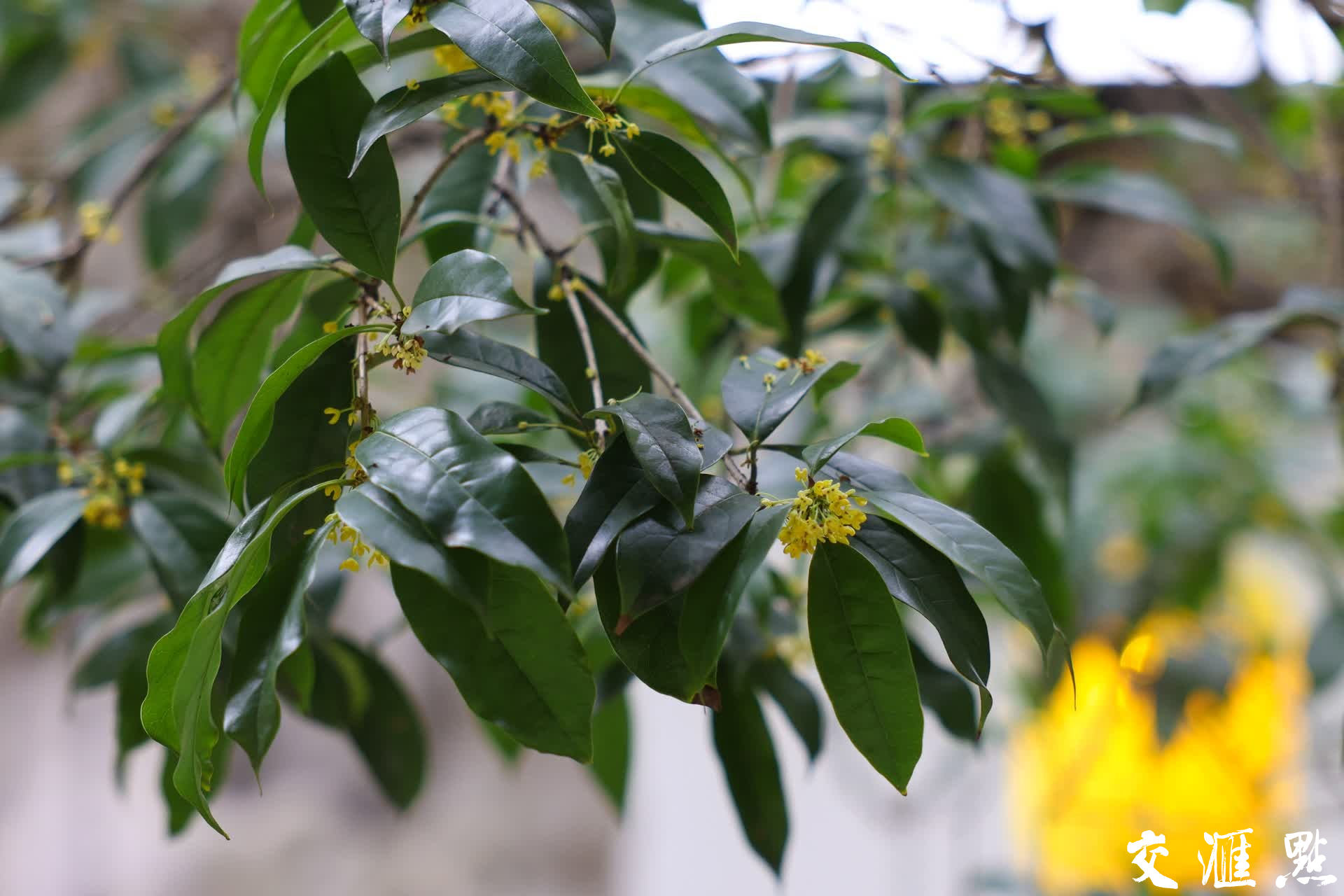 10月17日，南京瞻园，桂花竞相绽放，花香四溢。盛开的桂花为古色古香的瞻园增添了几分雅致，吸引不少游客前来赏花拍照，记录美好时光。
新华日报·交汇点记者 蒋文超/摄