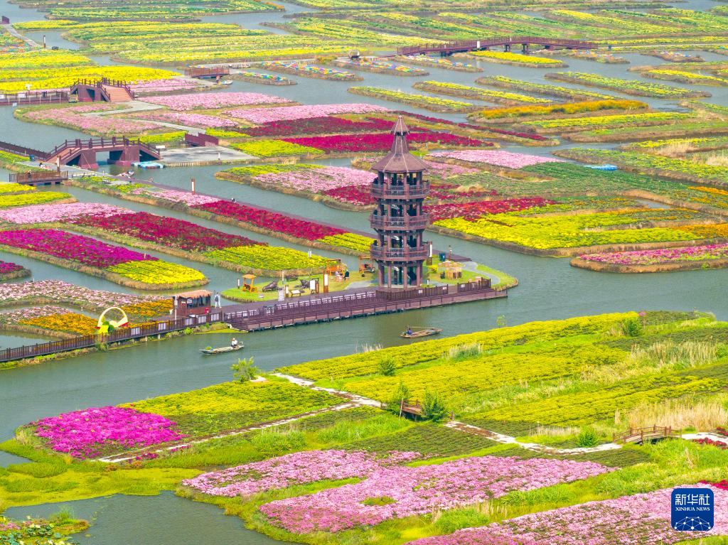 10月18日拍摄的江苏省兴化市千垛菊花景区美景（无人机照片）。新华社发（周社根摄）