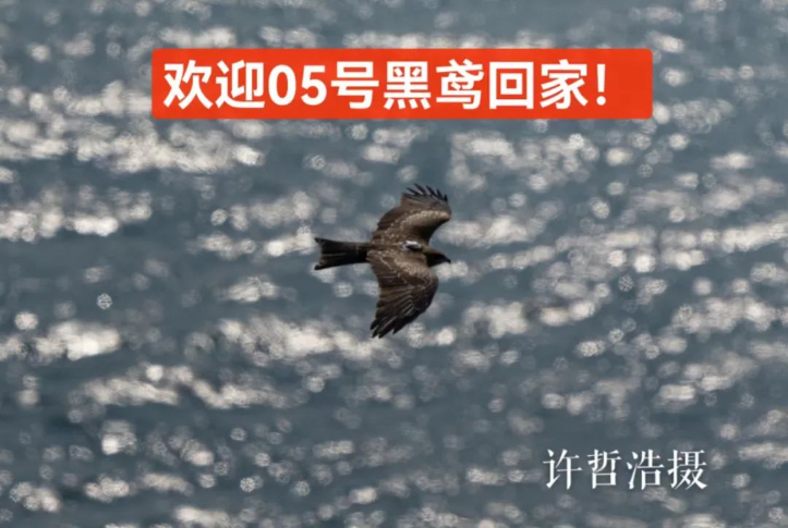 “科研鸢5号”在老铁山跨越渤海海峡，图片来自观鸟爱好者许哲浩