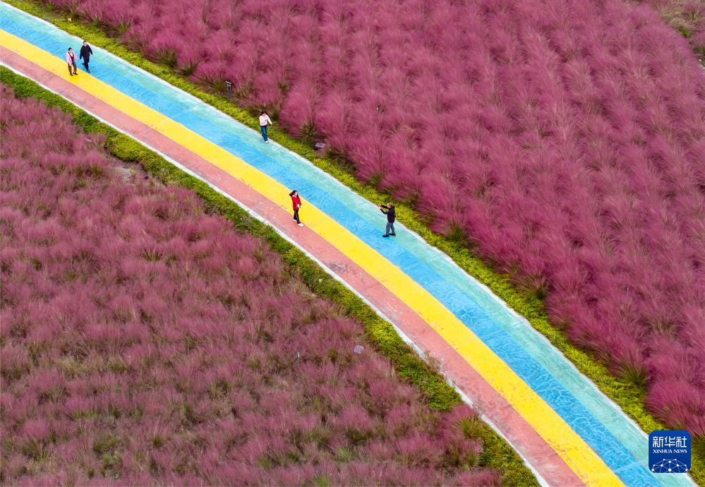 10月26日，游客在江苏省泰州市香草湾薰衣草景区赏花游玩（无人机照片）。新华社发（汤德宏摄）