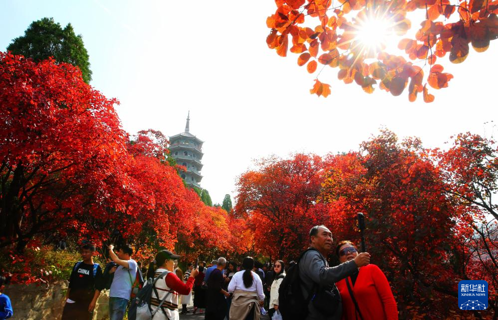 10月26日，游客在山东济南红叶谷风景区内休闲赏秋。新华社发（李志军摄）