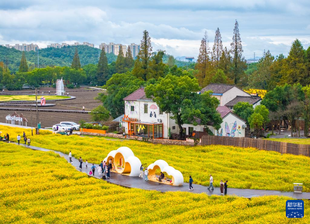 10月26日，游客在浙江省宁波市镇海区九龙湖镇九龙湖村欣赏盛开的硫华菊（无人机照片）。 新华社发（胡学军摄）