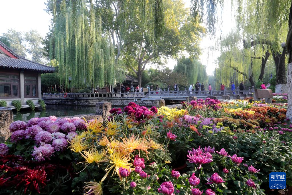 10月26日，游客在山东济南趵突泉公园赏菊。新华社发（于良意摄）