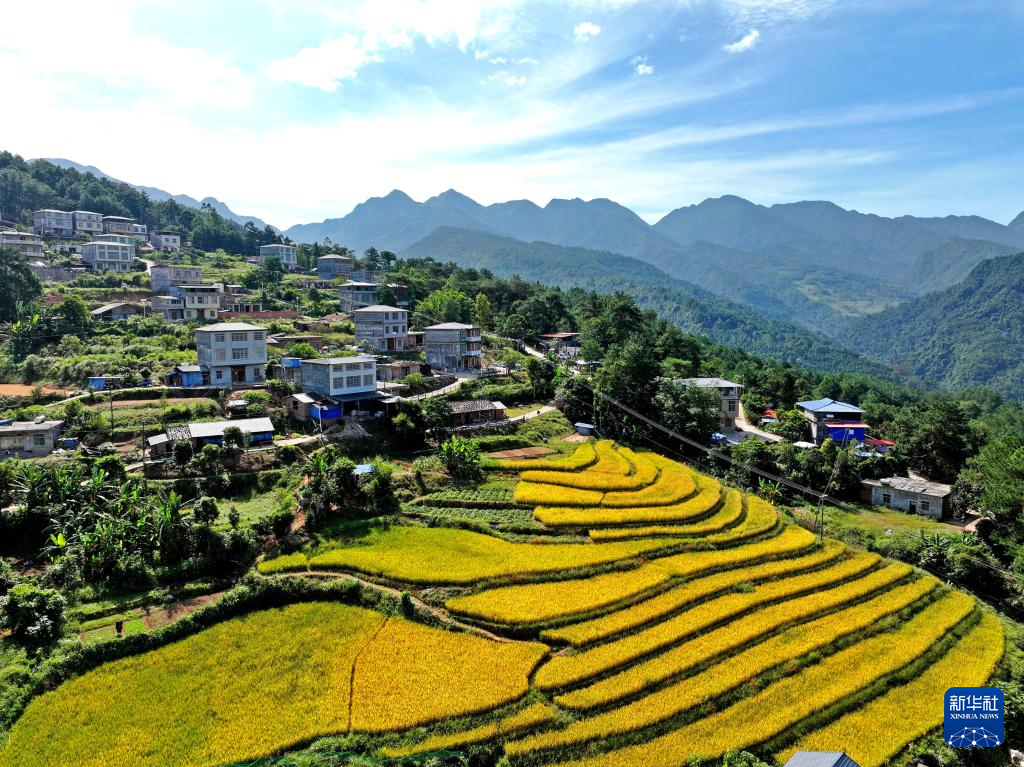 这是广西防城港市上思县南屏瑶族乡百马梯田的丰收景色（10月26日摄，无人机照片）。新华社发（韦世仙 摄）