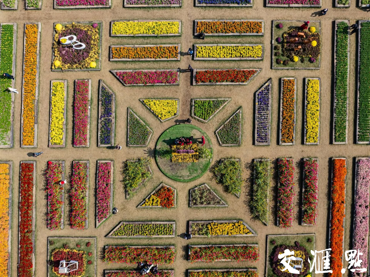 菊花盛开迎客来。新华日报·交汇点记者 蒋文超 摄