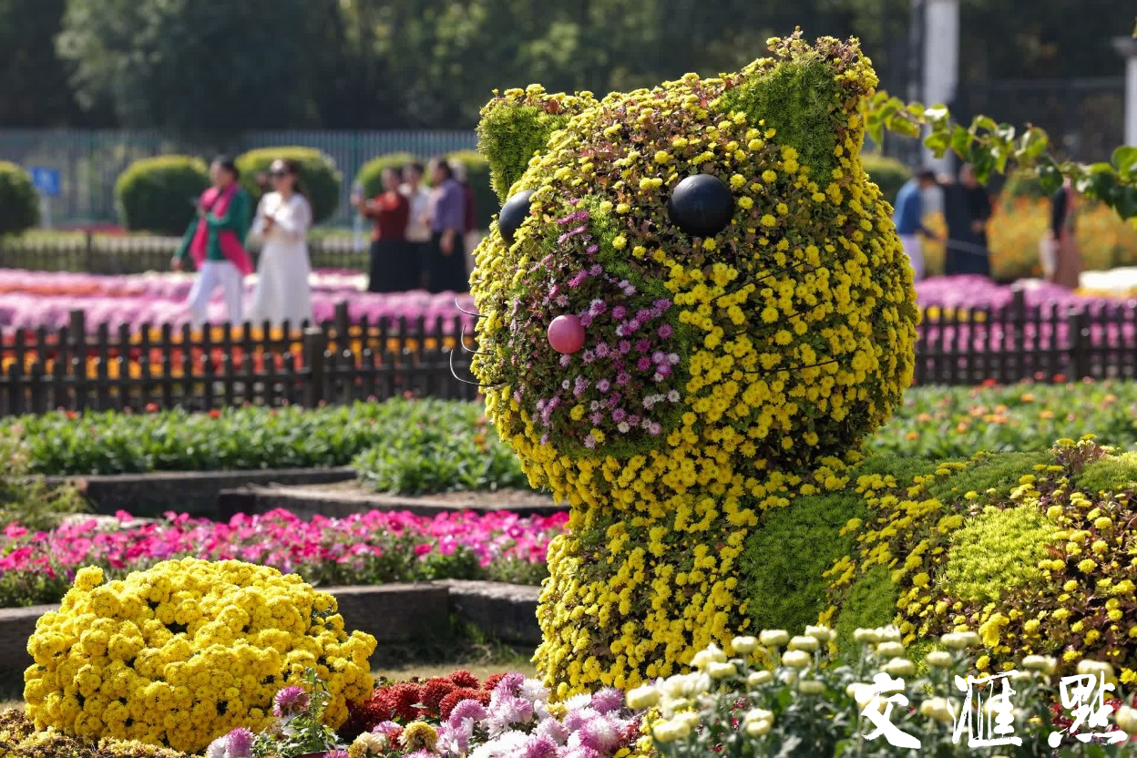 菊花盛开迎客来
