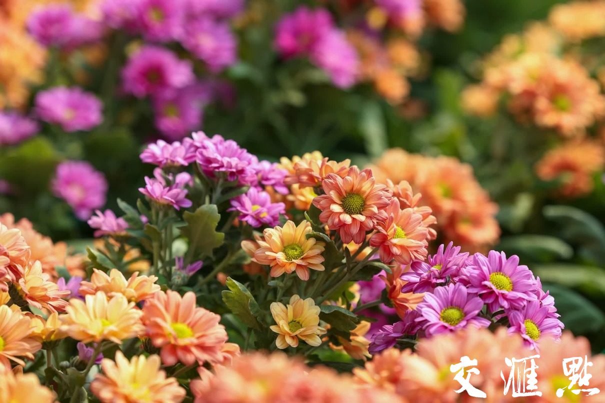 2024年10月29日，在南京湖熟菊花园内，两千余种菊花全面进入盛花期。