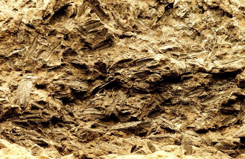 8.最早的“谷糠”——掺和在上山遗址夹炭陶片中。.jpg