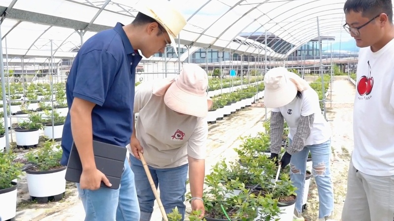资讯有故事 | 秘鲁青年马赛:我在中国种蓝莓 销量一年比一年好