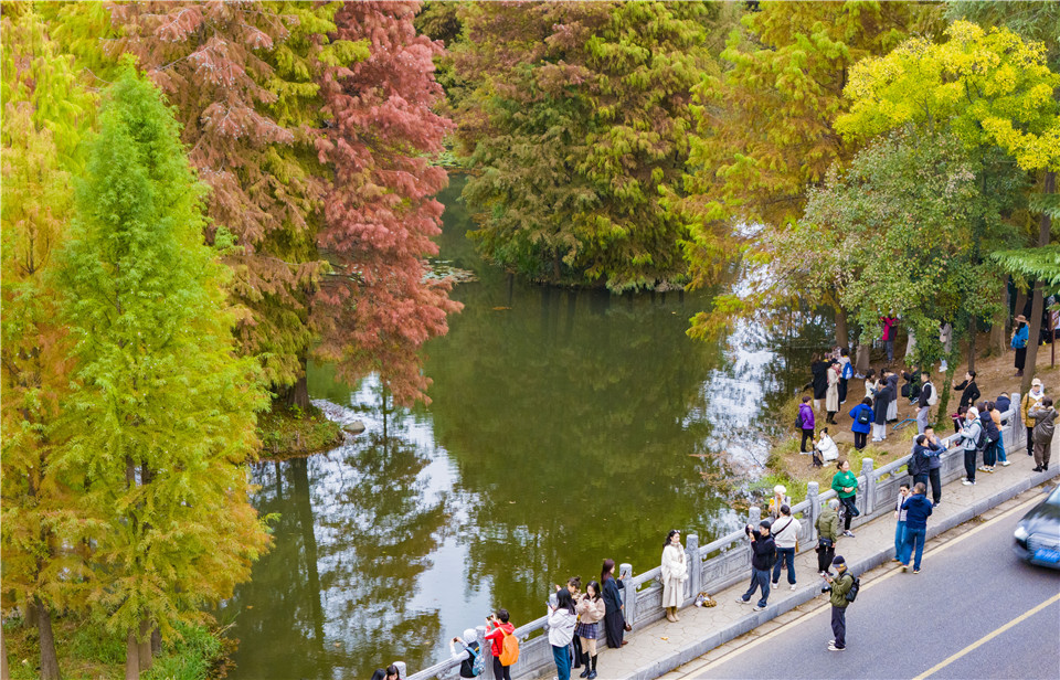 2024年11月18日，随着气温下降，南京钟山风景区泼洒出新一轮的色调。