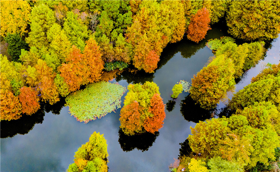 2024年11月18日，随着气温下降，南京钟山风景区泼洒出新一轮的色调。