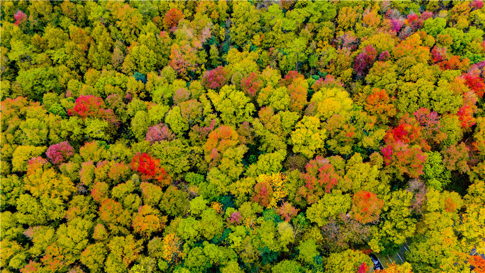 2024年11月18日，随着气温下降，南京钟山风景区泼洒出新一轮的色调。