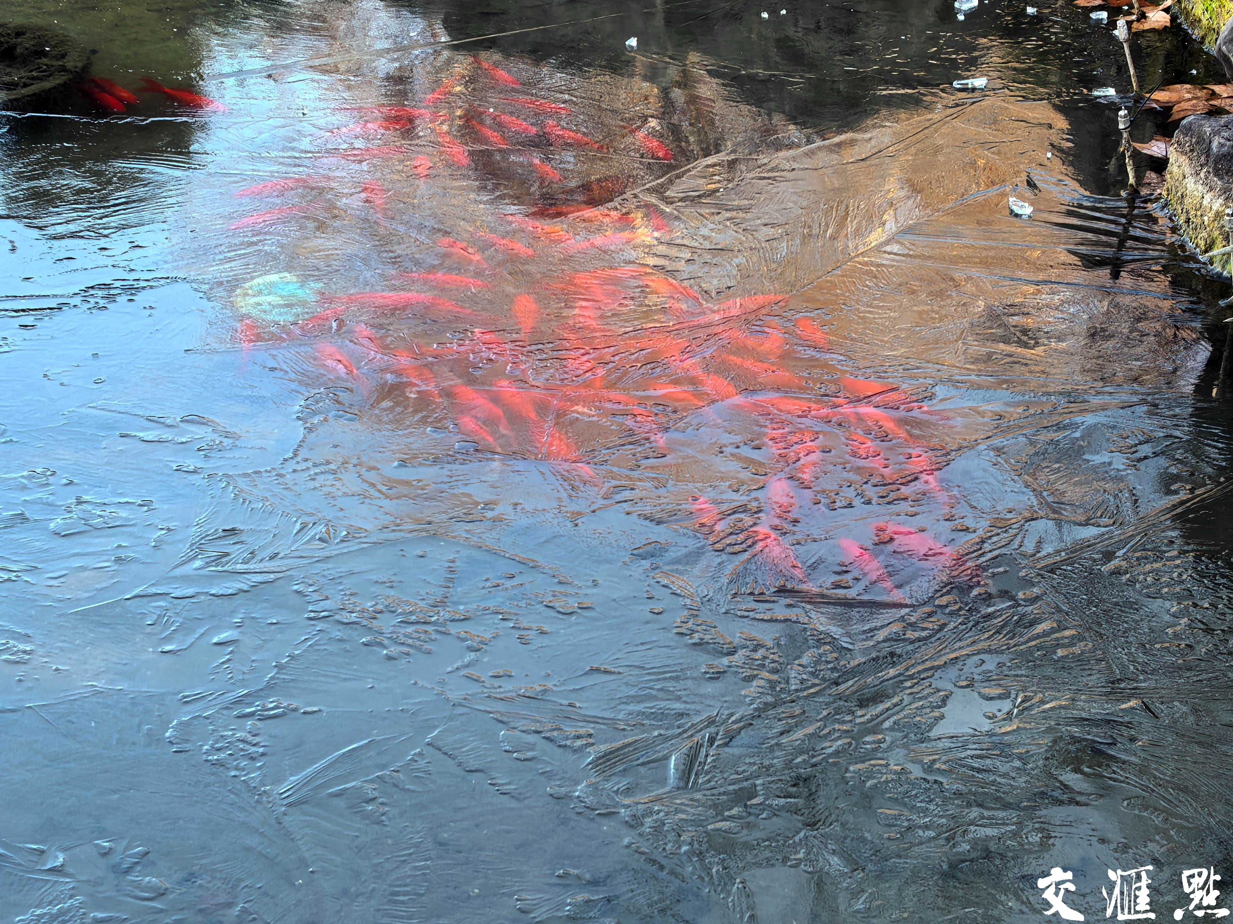 蛇年首个寒潮发威，南京玄武湖部分湖面“冰封”。