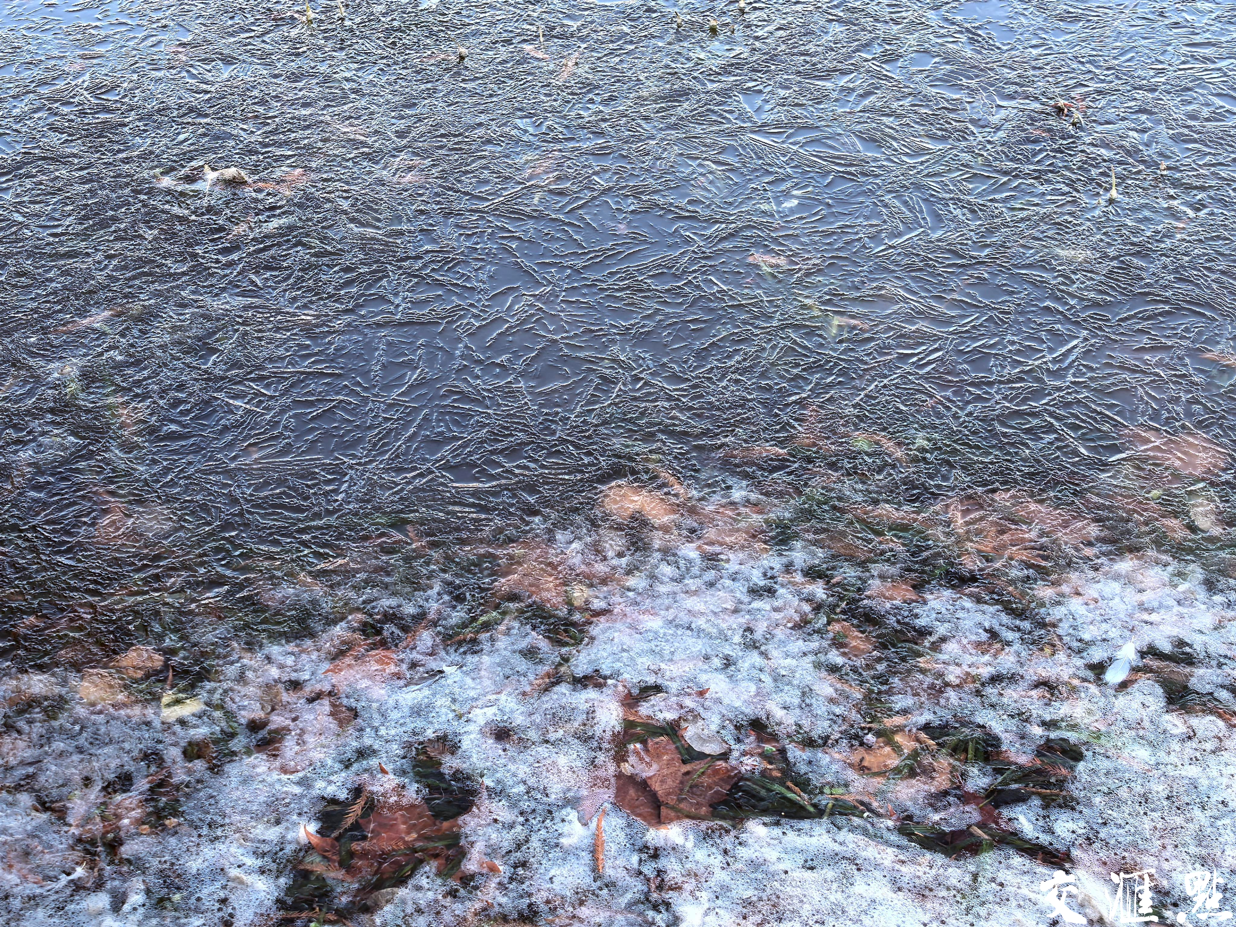 蛇年首个寒潮发威，南京玄武湖部分湖面“冰封”。