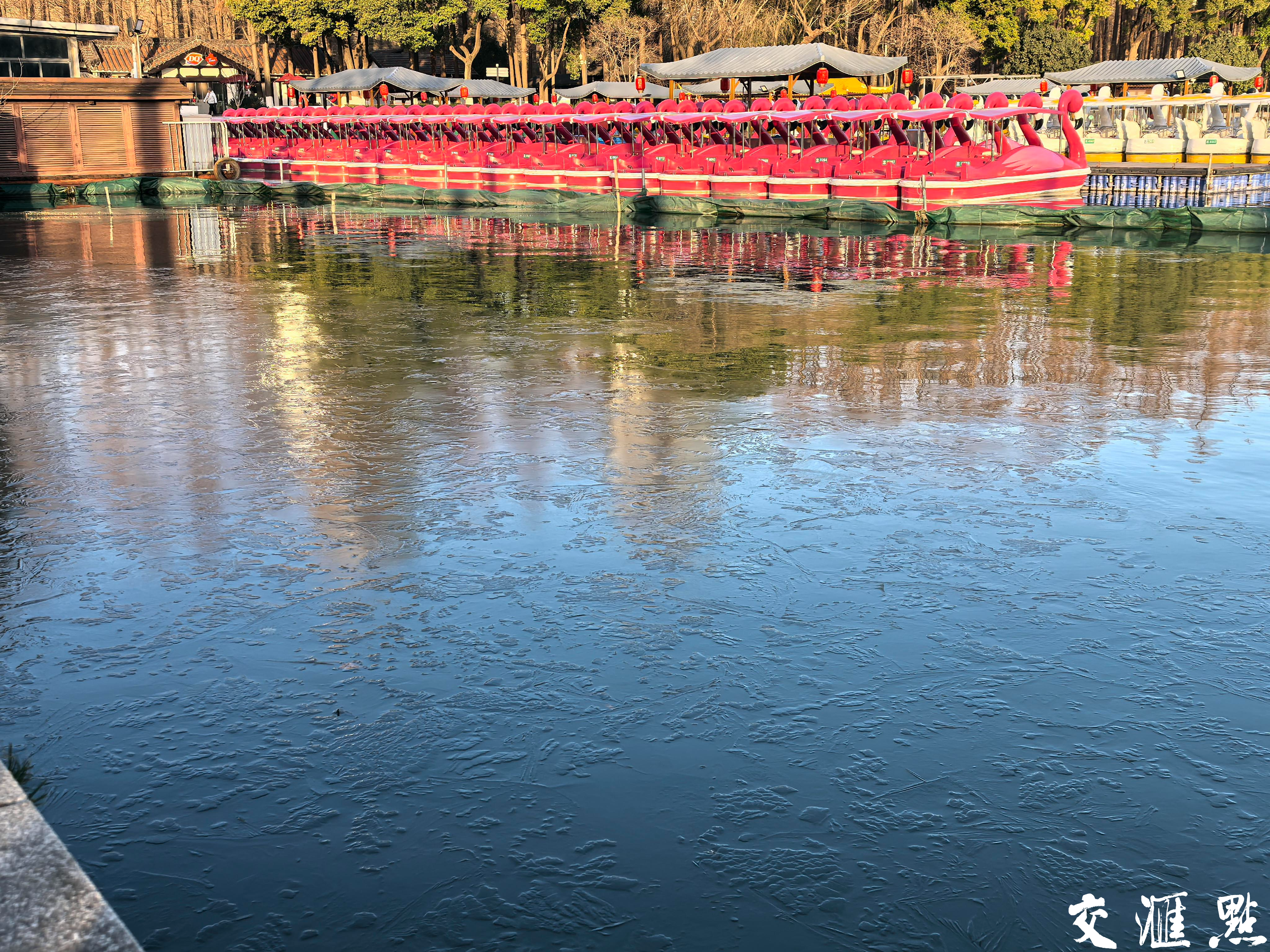 2025年2月8日，蛇年首个寒潮发威，南京最低气温只有-7℃。“速冻模式”下，清晨的玄武湖湖边和公园小型水塘的水面“冰封”，结了一层薄冰，冰面与水面的树叶、水草和水下的鱼儿相衬，形成一道别致的寒冬景观。
新华日报·交汇点记者 宋宁/摄