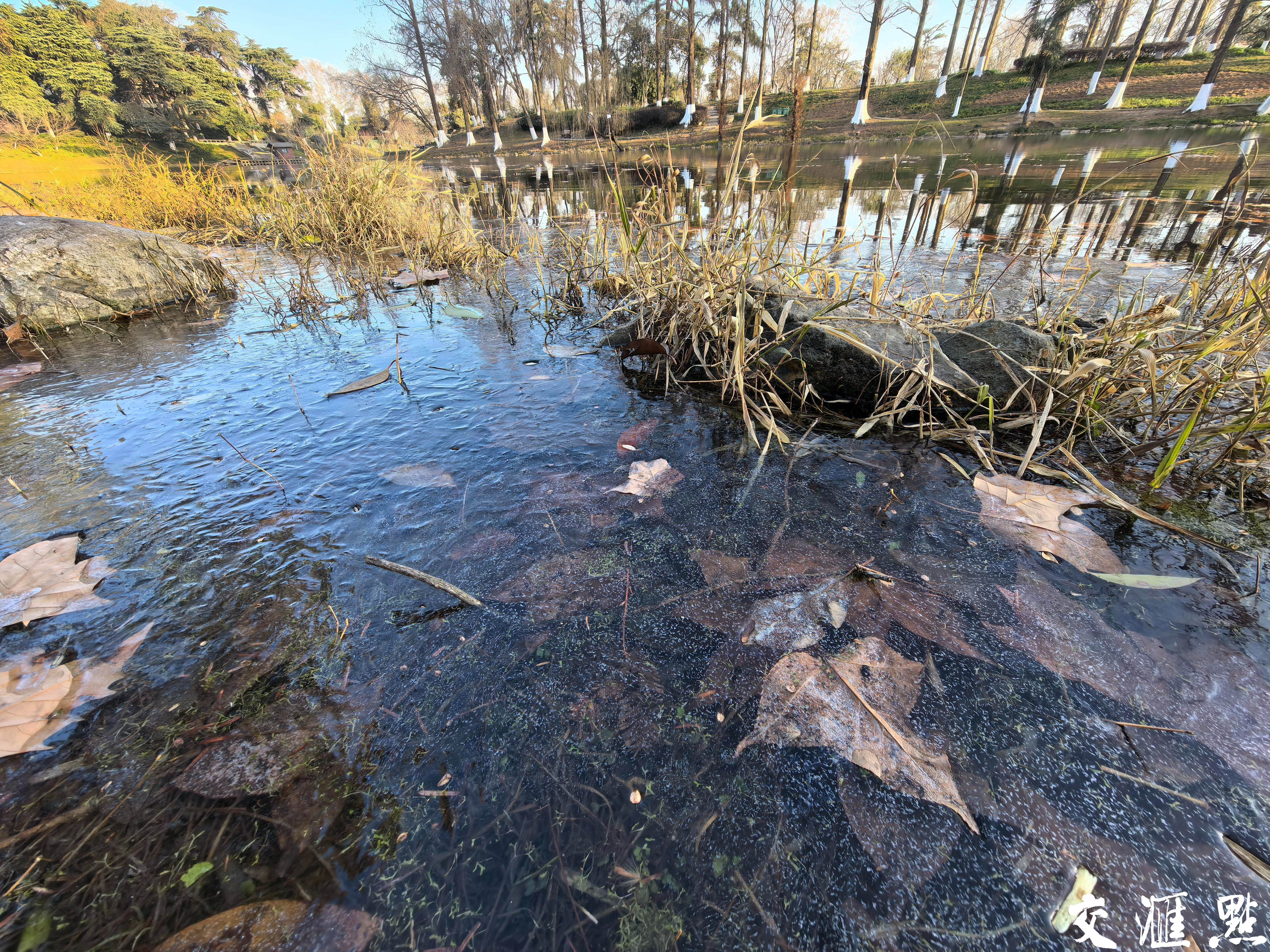 蛇年首个寒潮发威，南京玄武湖部分湖面“冰封”。