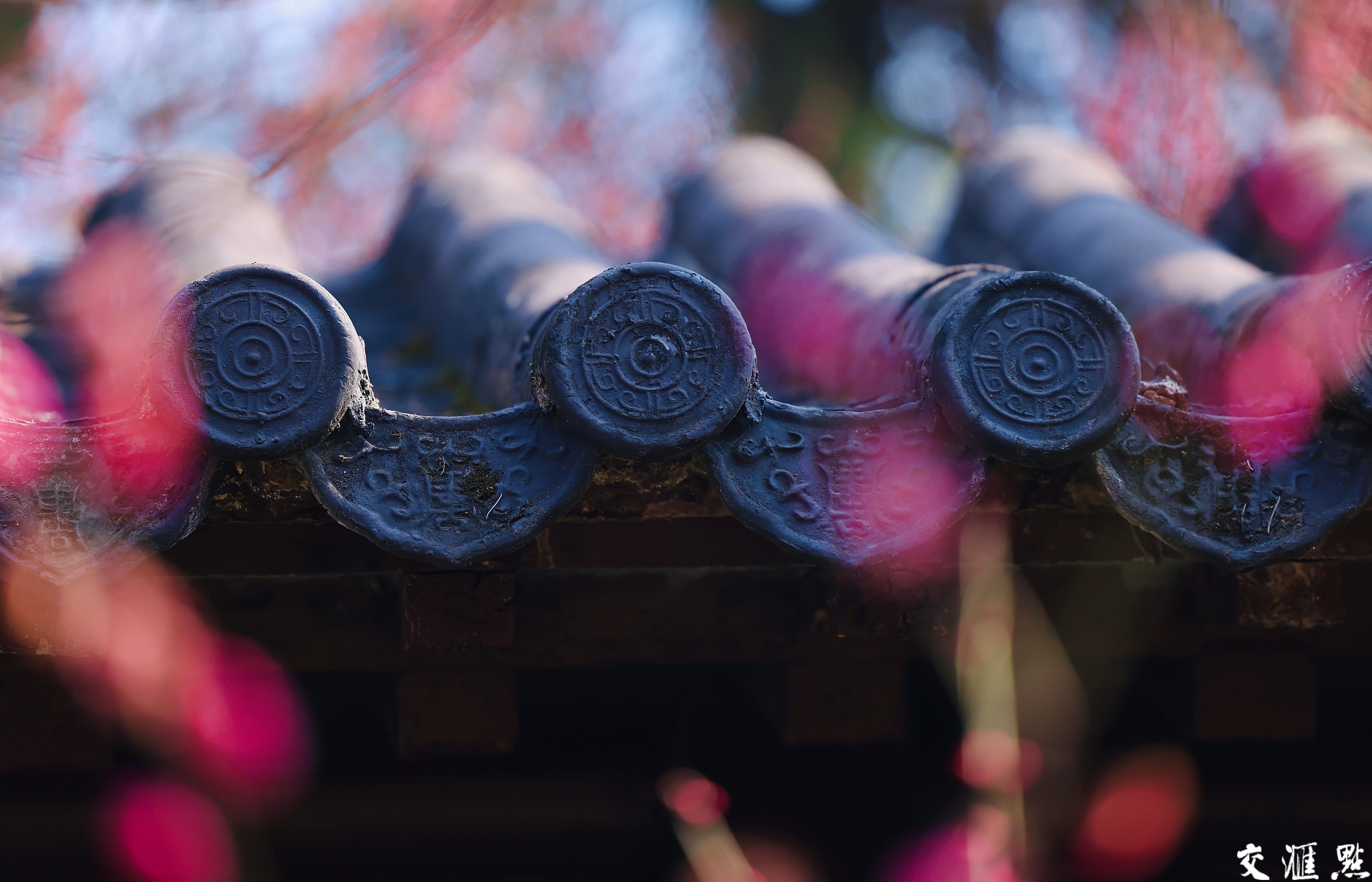 2月13日，南京雨花台梅岗梅花竞相盛放。走进梅岗，红梅热烈似火，粉梅娇嫩柔美……与江南园林的景致相得益彰。古朴的亭台楼阁，蜿蜒的回廊水榭，在梅花的映衬下，更显江南水乡的温婉秀丽。
游客们漫步其中，或拍照留念，或细细品味梅花的芬芳，感受着独特的美景带来的惬意与宁静。
新华日报·交汇点记者 赵亚玲摄