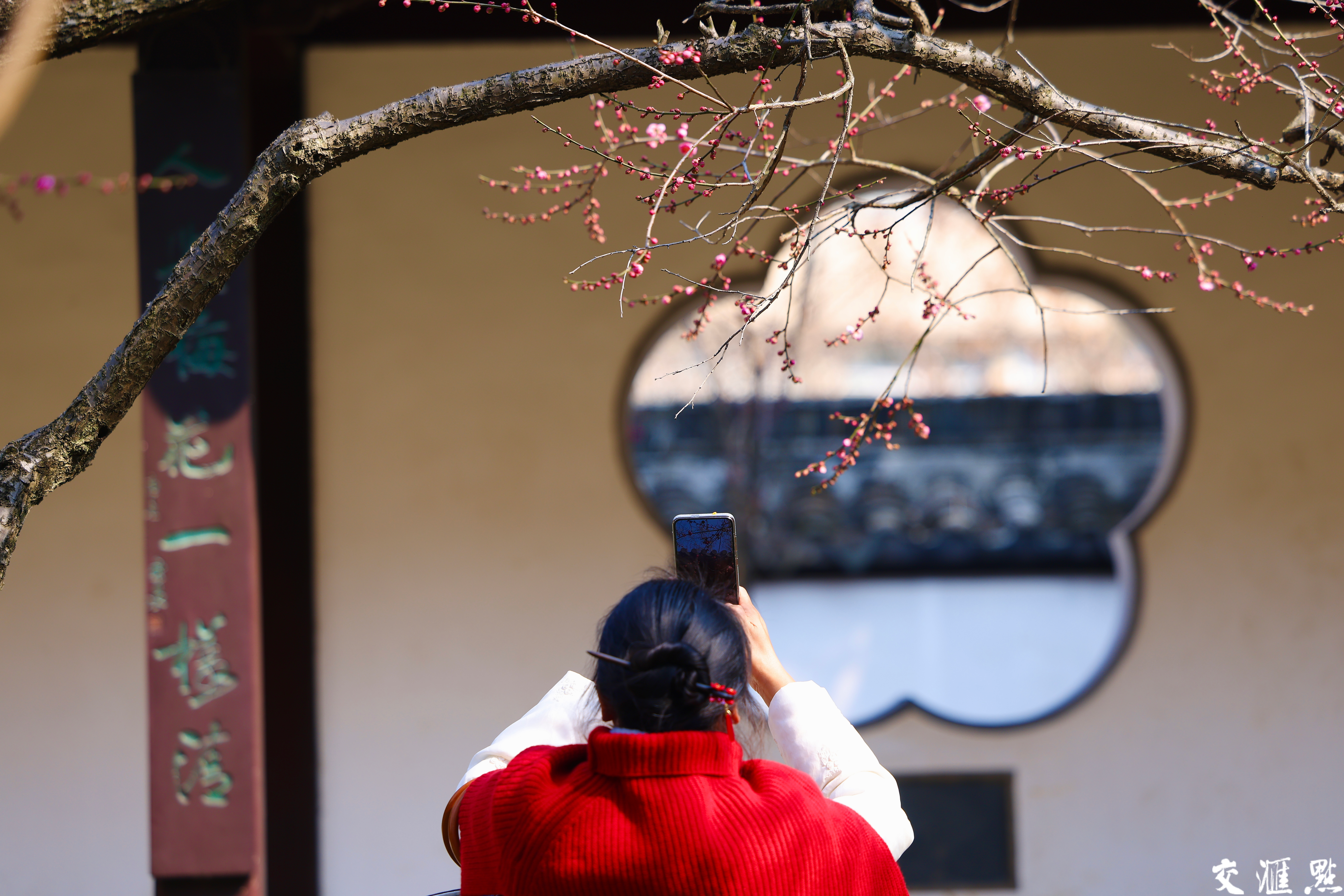 2月13日，南京雨花台梅岗梅花竞相盛放。走进梅岗，红梅热烈似火，粉梅娇嫩柔美……与江南园林的景致相得益彰。古朴的亭台楼阁，蜿蜒的回廊水榭，在梅花的映衬下，更显江南水乡的温婉秀丽。
游客们漫步其中，或拍照留念，或细细品味梅花的芬芳，感受着独特的美景带来的惬意与宁静。
新华日报·交汇点记者 赵亚玲摄