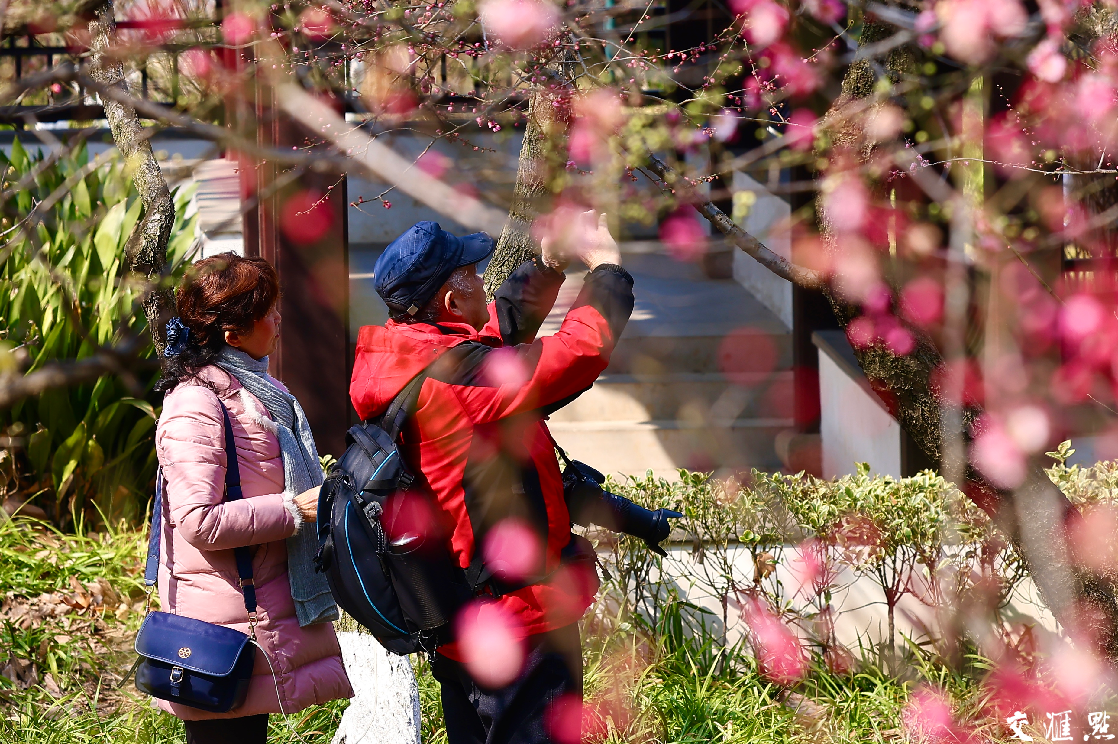 2月13日，南京雨花台梅岗梅花竞相盛放。走进梅岗，红梅热烈似火，粉梅娇嫩柔美……与江南园林的景致相得益彰。古朴的亭台楼阁，蜿蜒的回廊水榭，在梅花的映衬下，更显江南水乡的温婉秀丽。
游客们漫步其中，或拍照留念，或细细品味梅花的芬芳，感受着独特的美景带来的惬意与宁静。
新华日报·交汇点记者 赵亚玲摄