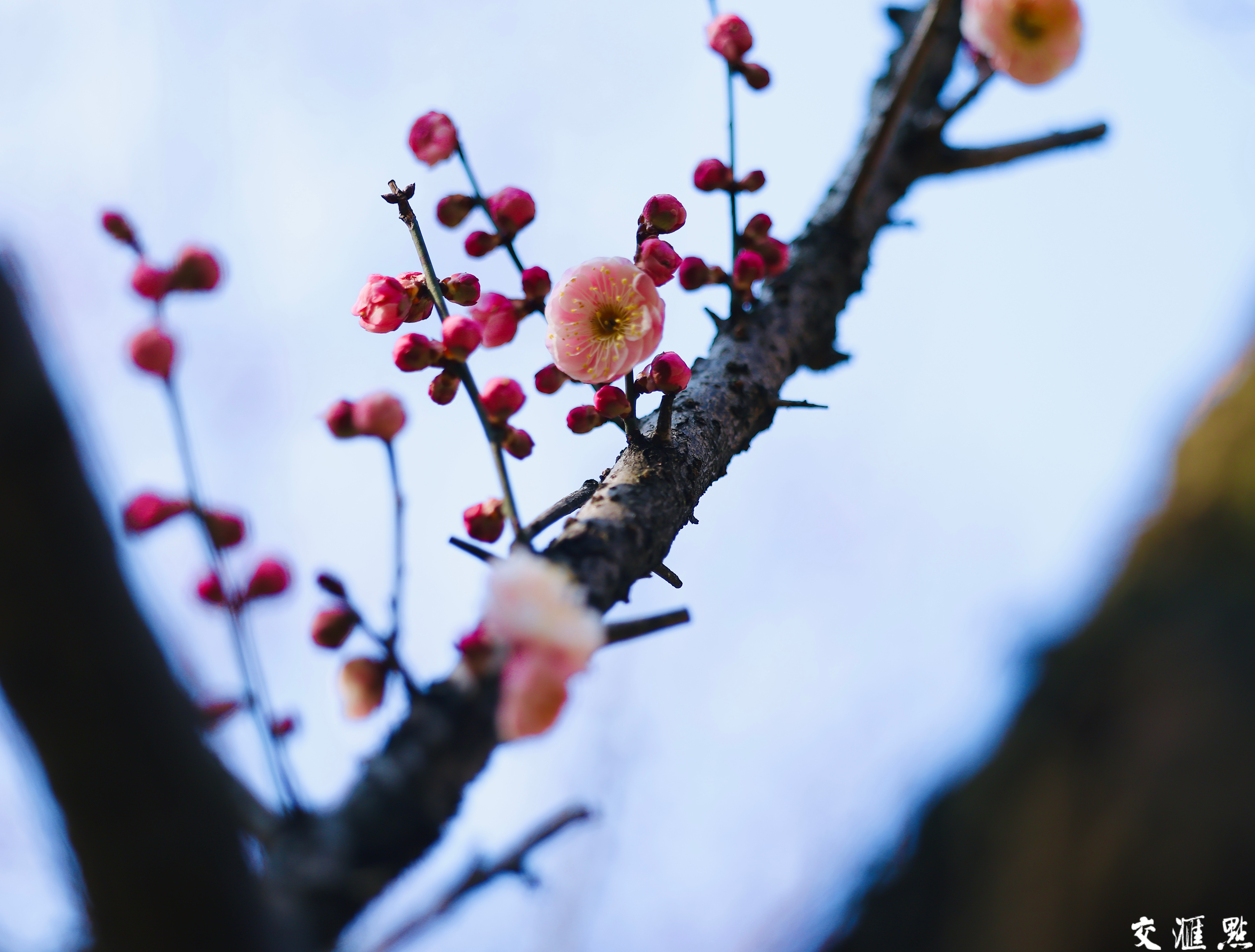 2月13日，南京雨花台梅岗梅花竞相盛放。走进梅岗，红梅热烈似火，粉梅娇嫩柔美……与江南园林的景致相得益彰。古朴的亭台楼阁，蜿蜒的回廊水榭，在梅花的映衬下，更显江南水乡的温婉秀丽。
游客们漫步其中，或拍照留念，或细细品味梅花的芬芳，感受着独特的美景带来的惬意与宁静。
新华日报·交汇点记者 赵亚玲摄