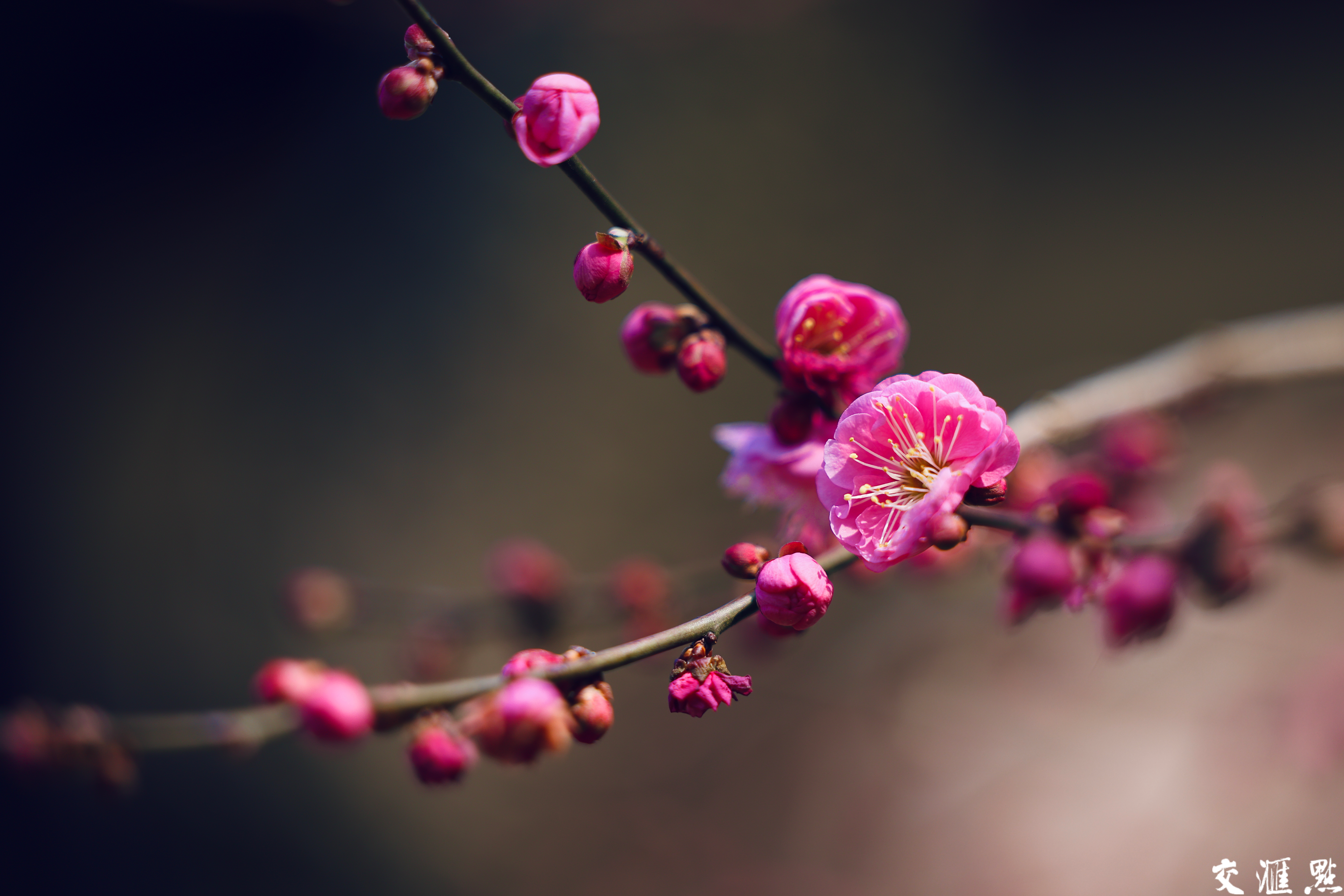 2月13日，南京雨花台梅岗梅花竞相盛放。走进梅岗，红梅热烈似火，粉梅娇嫩柔美……与江南园林的景致相得益彰。古朴的亭台楼阁，蜿蜒的回廊水榭，在梅花的映衬下，更显江南水乡的温婉秀丽。
游客们漫步其中，或拍照留念，或细细品味梅花的芬芳，感受着独特的美景带来的惬意与宁静。
新华日报·交汇点记者 赵亚玲摄