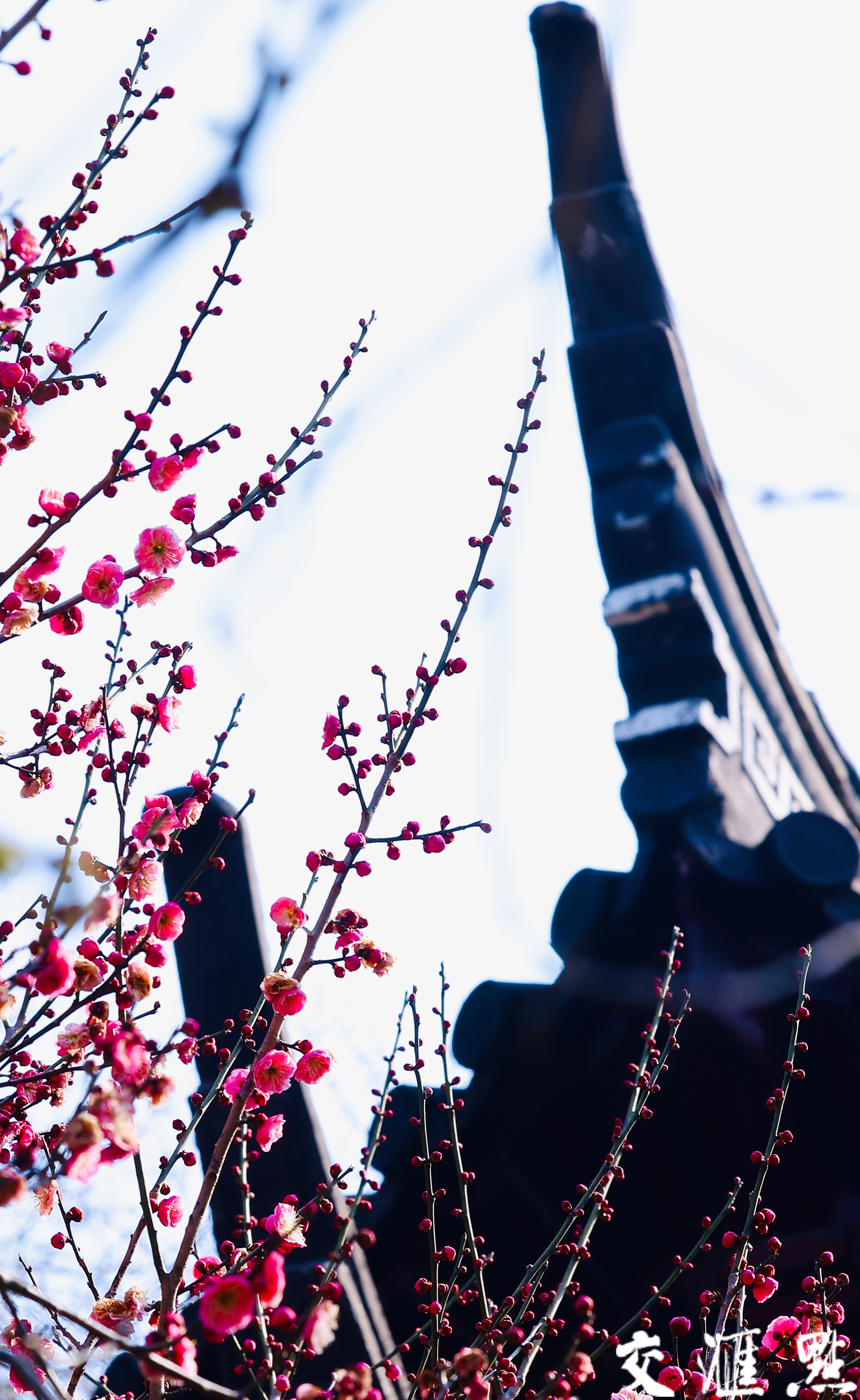 2月13日，南京雨花台梅岗梅花竞相盛放。走进梅岗，红梅热烈似火，粉梅娇嫩柔美……与江南园林的景致相得益彰。古朴的亭台楼阁，蜿蜒的回廊水榭，在梅花的映衬下，更显江南水乡的温婉秀丽。
游客们漫步其中，或拍照留念，或细细品味梅花的芬芳，感受着独特的美景带来的惬意与宁静。
新华日报·交汇点记者 赵亚玲摄