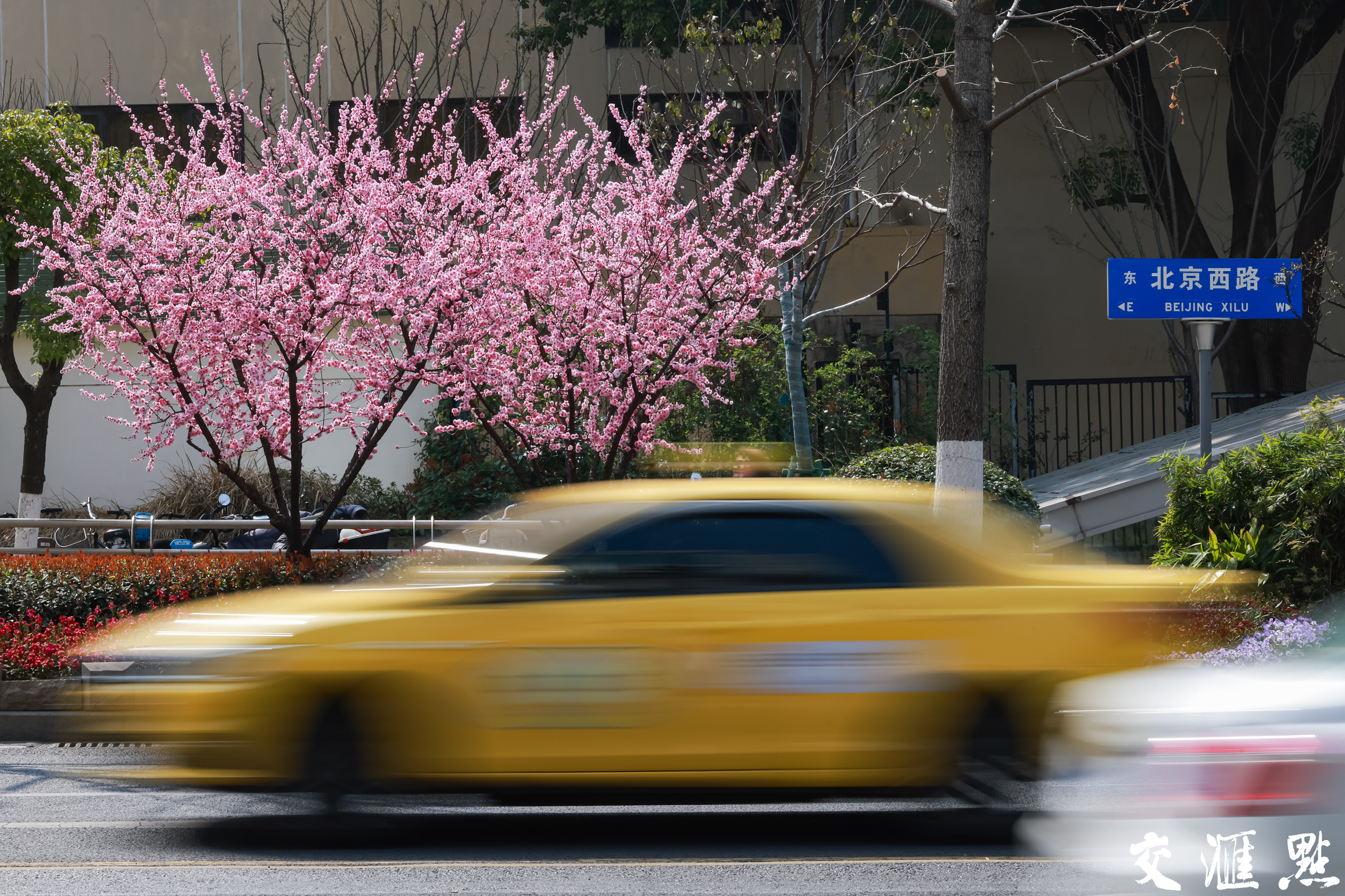 3月11日，南京市北京西路两侧绵延的美人梅迎来最佳观赏期。粉霞般的花朵簇拥枝头，为道路披上春日"粉妆"，形成一道靓丽的城市风景线，吸引众多行人驻足观赏。
新华日报·交汇点记者 蒋文超 摄