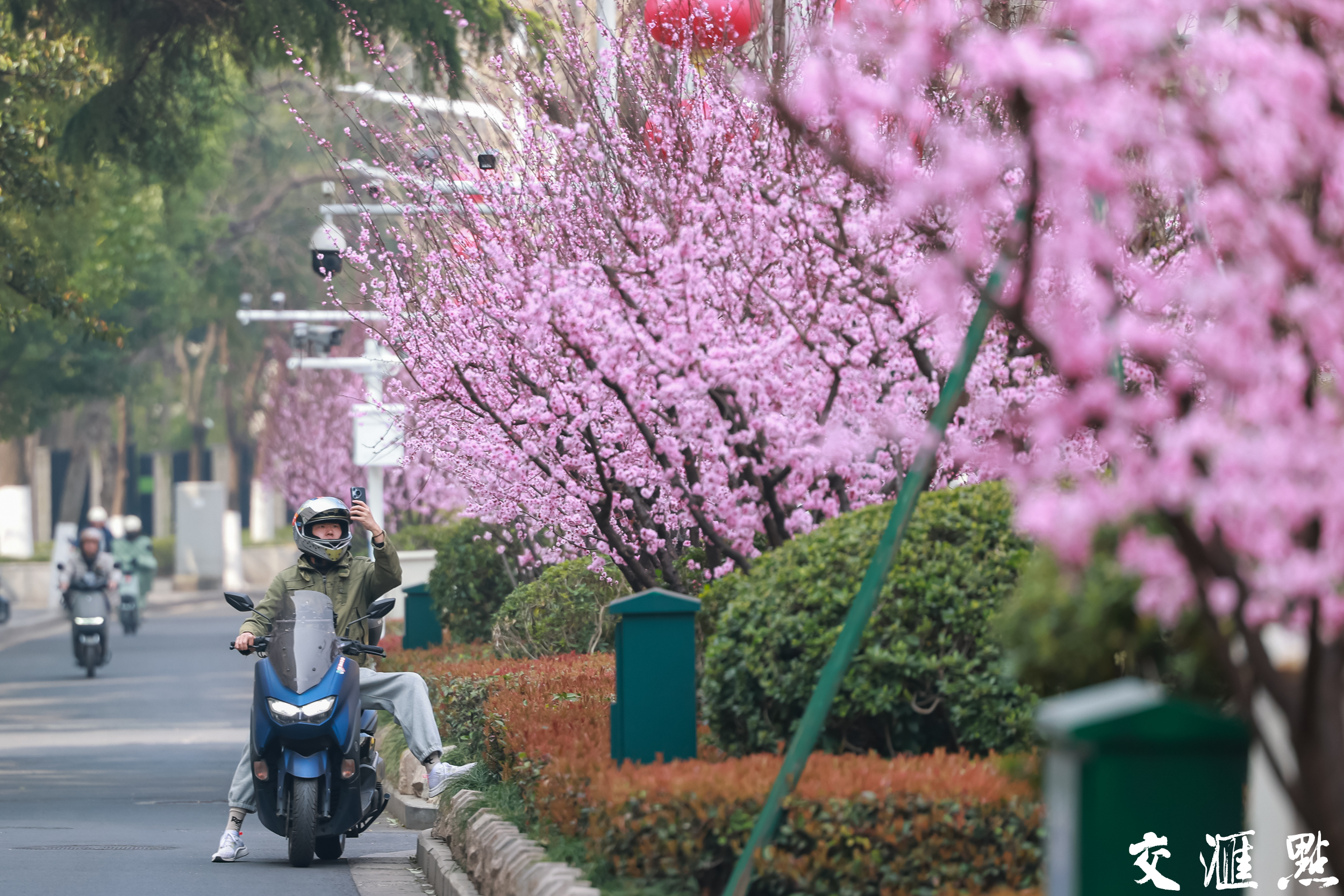 3月11日，南京市北京西路两侧绵延的美人梅迎来最佳观赏期。粉霞般的花朵簇拥枝头，为道路披上春日"粉妆"，形成一道靓丽的城市风景线，吸引众多行人驻足观赏。
新华日报·交汇点记者 蒋文超 摄