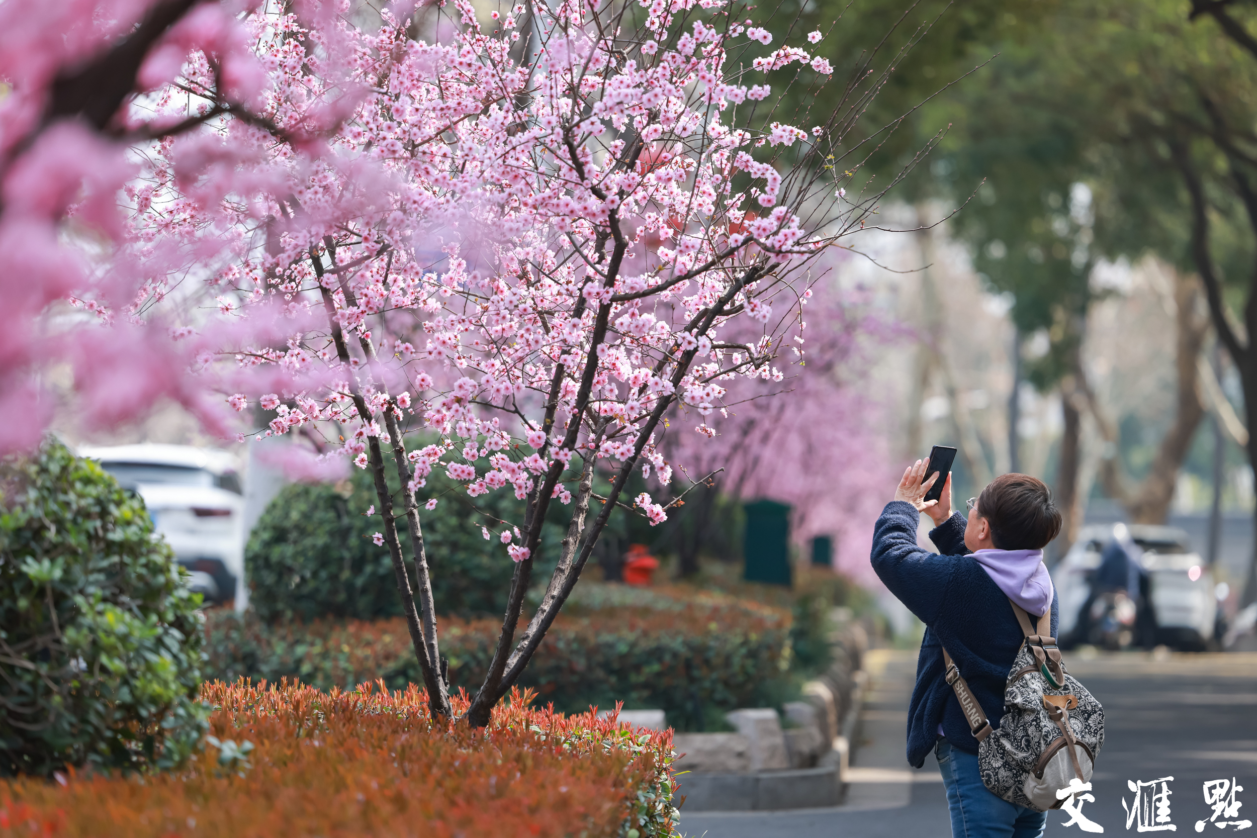 3月11日，南京市北京西路两侧绵延的美人梅迎来最佳观赏期。粉霞般的花朵簇拥枝头，为道路披上春日"粉妆"，形成一道靓丽的城市风景线，吸引众多行人驻足观赏。
新华日报·交汇点记者 蒋文超 摄