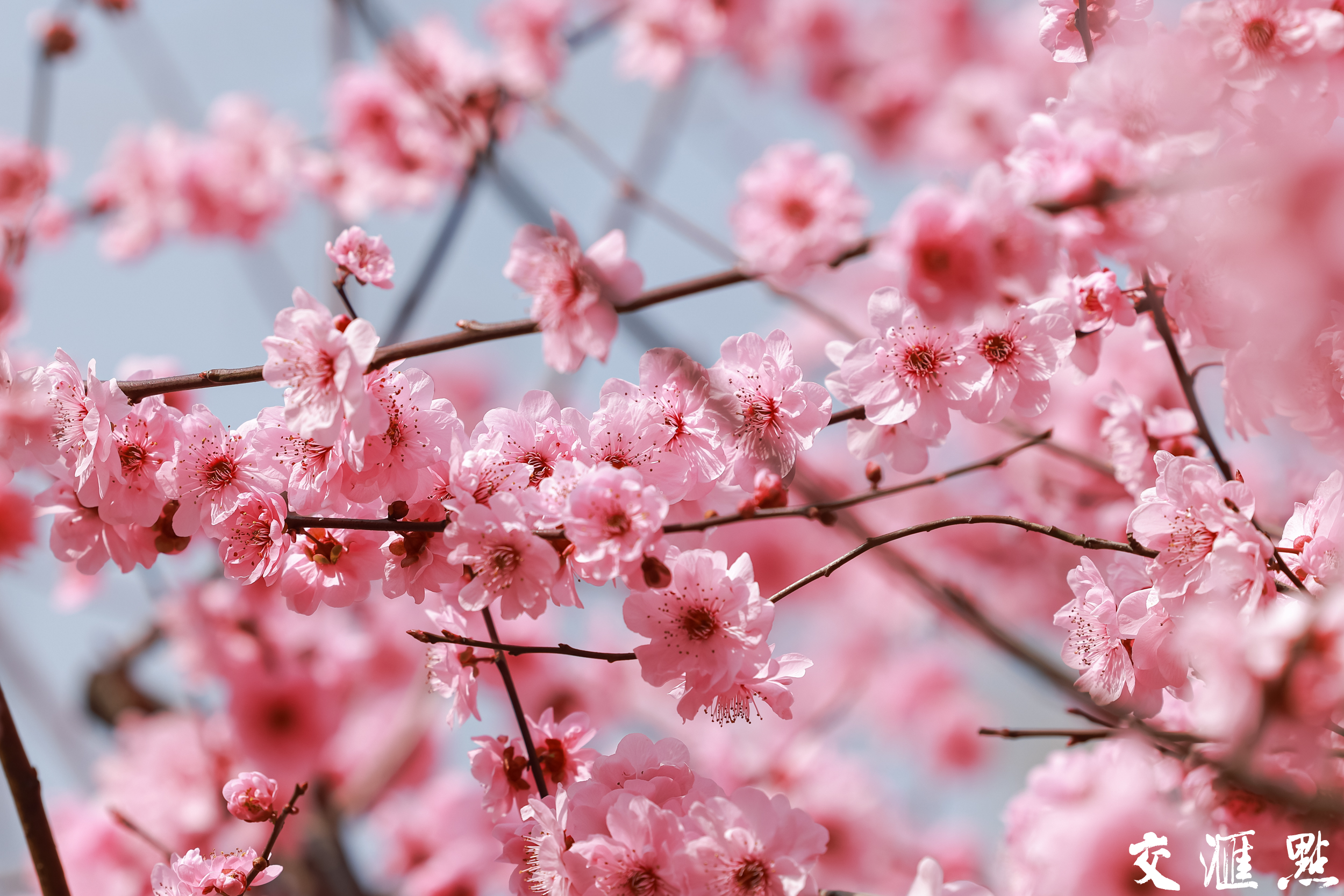 3月11日，南京市北京西路两侧绵延的美人梅迎来最佳观赏期。粉霞般的花朵簇拥枝头，为道路披上春日"粉妆"，形成一道靓丽的城市风景线，吸引众多行人驻足观赏。
新华日报·交汇点记者 蒋文超 摄