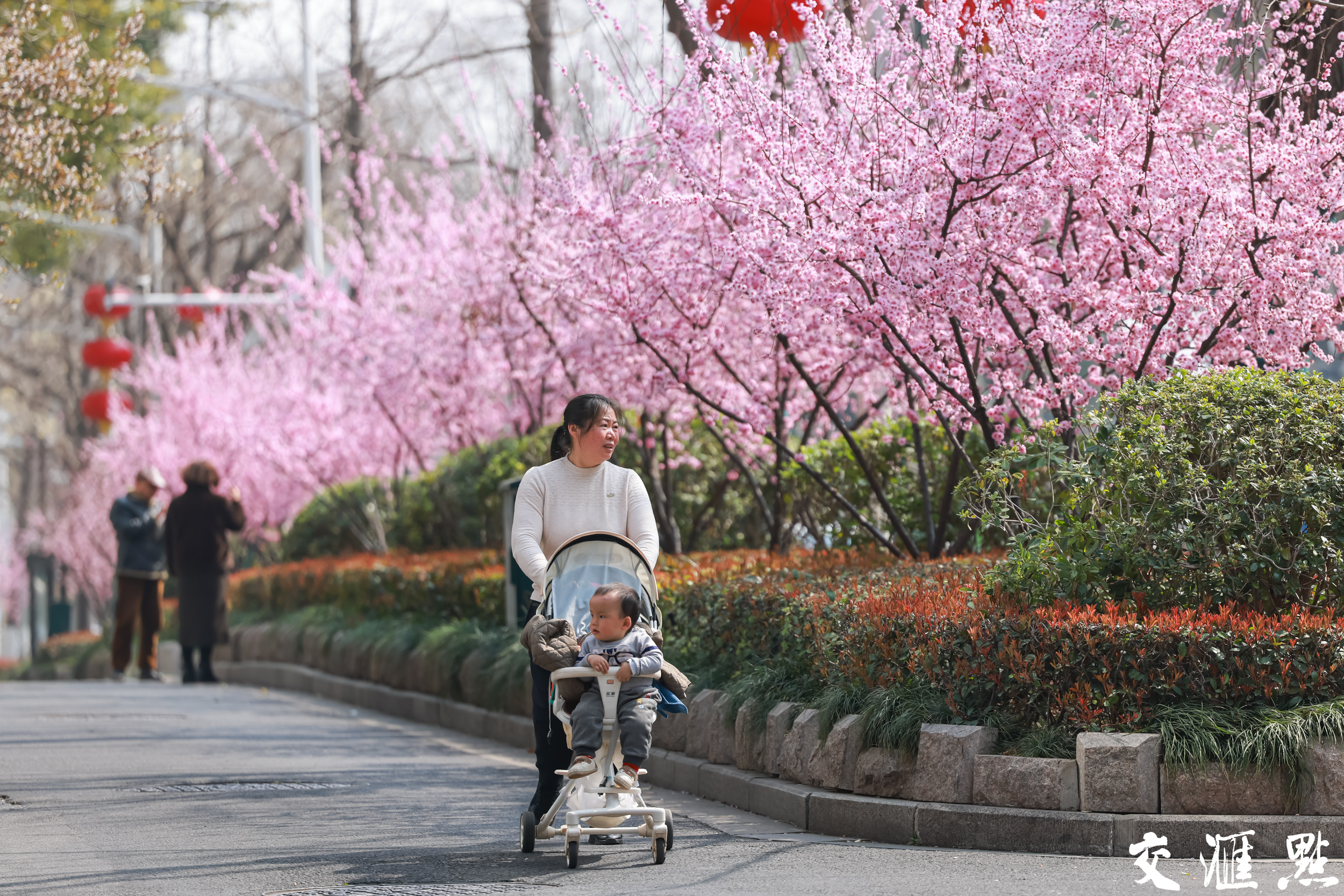 3月11日，南京市北京西路两侧绵延的美人梅迎来最佳观赏期。粉霞般的花朵簇拥枝头，为道路披上春日"粉妆"，形成一道靓丽的城市风景线，吸引众多行人驻足观赏。
新华日报·交汇点记者 蒋文超 摄