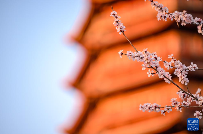 3月16日，北京园博园盛放的山桃花与永定塔相映成趣。
各地春花陆续绽放，神州大地处处都是烂漫春景。
新华社记者 张铖 摄