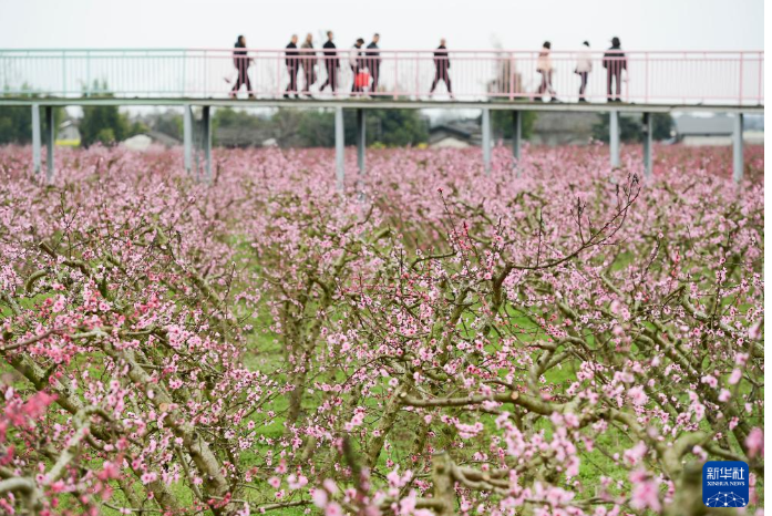 3月16日，游人在四川省绵竹市富新镇文永村文永里观赏桃花。
各地春花陆续绽放，神州大地处处都是烂漫春景。
新华社发（王平 摄）