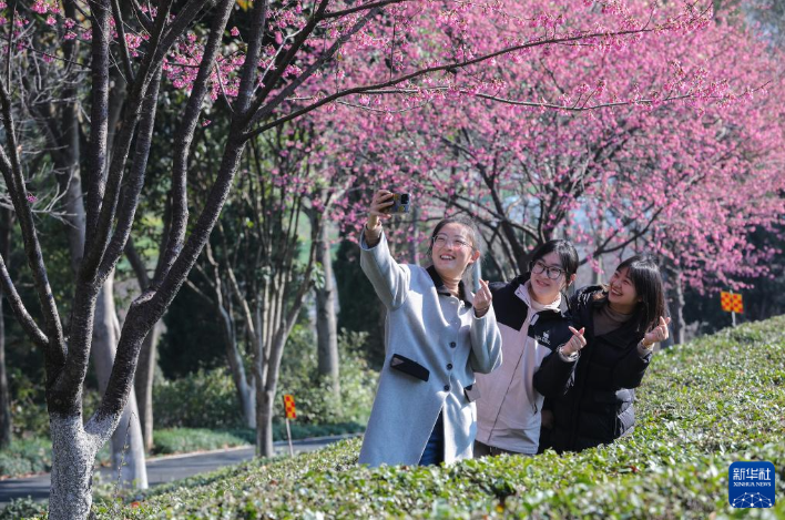 3月17日，游客在安徽省黄山市徽州区茶博园内踏春赏花。
各地春花陆续绽放，神州大地处处都是烂漫春景。
新华社发（樊成柱 摄）