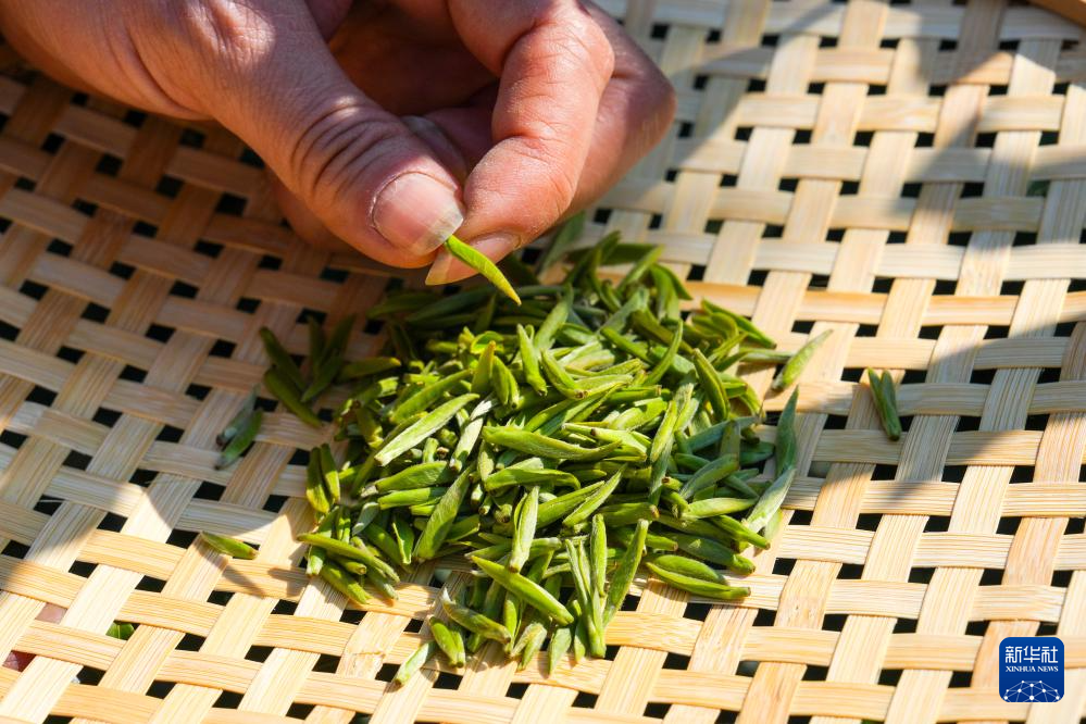  3月17日，在苏州市吴中区西山国家现代农业示范园金海华碧水缘茶叶基地，采茶工在挑选碧螺春鲜叶。