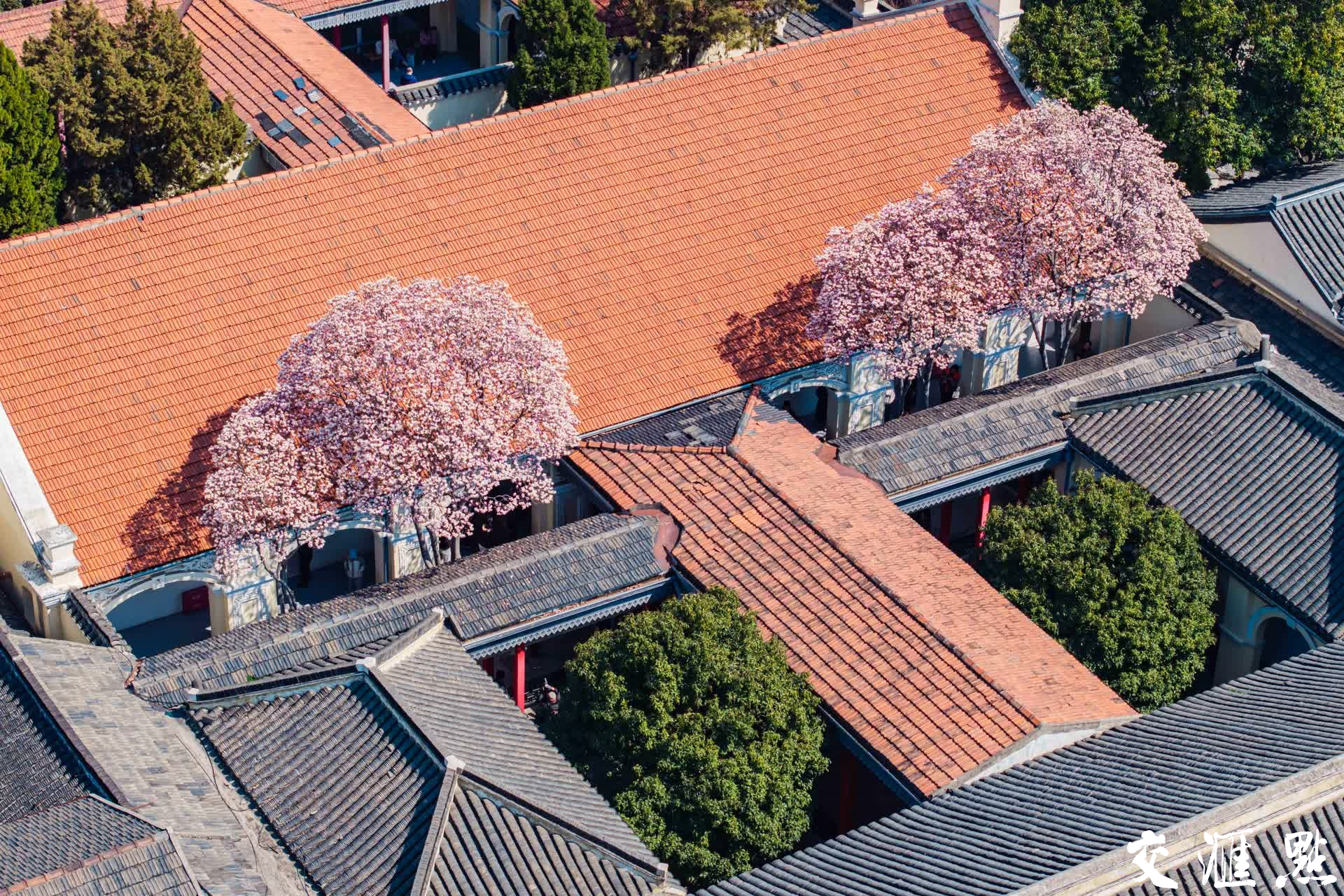 3月19日，中国近代史遗址博物馆（南京总统府）内的玉兰花进入盛花期。
新华日报·交汇点记者 蒋文超/摄