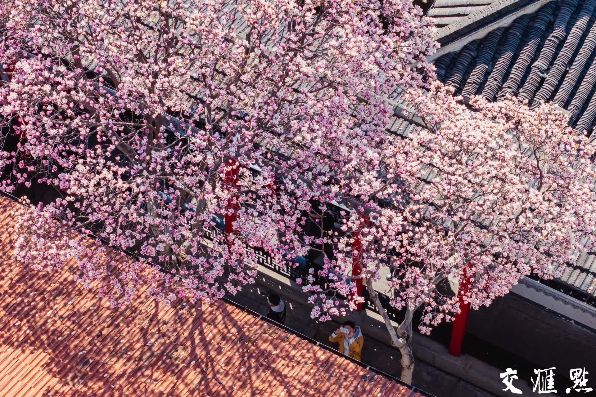 挺拔的玉兰枝头缀满繁花，与中西合璧的民国建筑相映成趣，吸引众多游客驻足观赏、拍照打卡。
新华日报·交汇点记者 蒋文超/摄