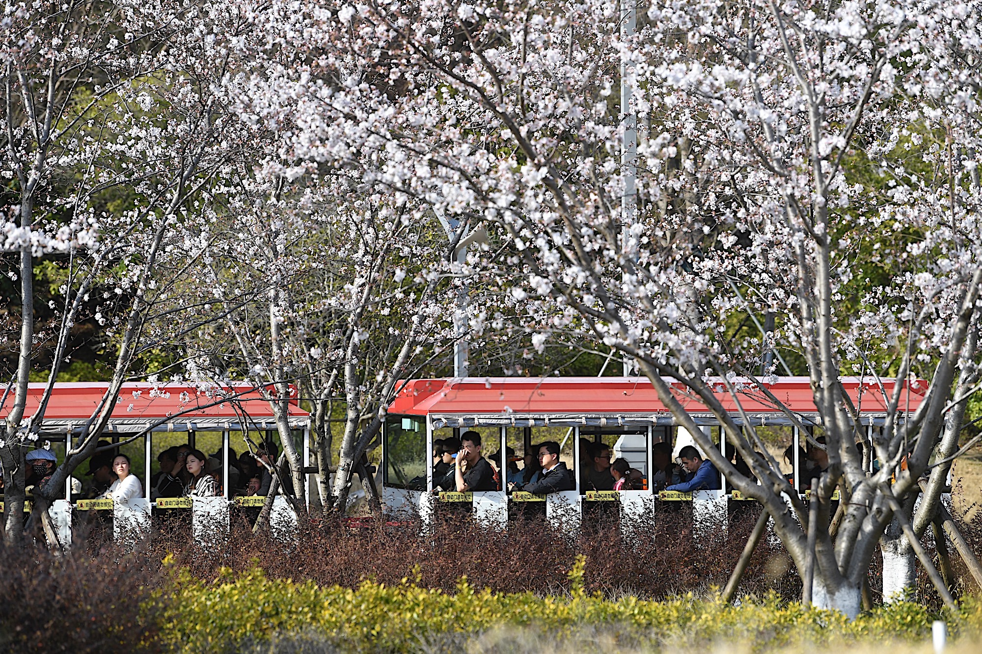 江苏园博园赏花专列驶入花海胜境。