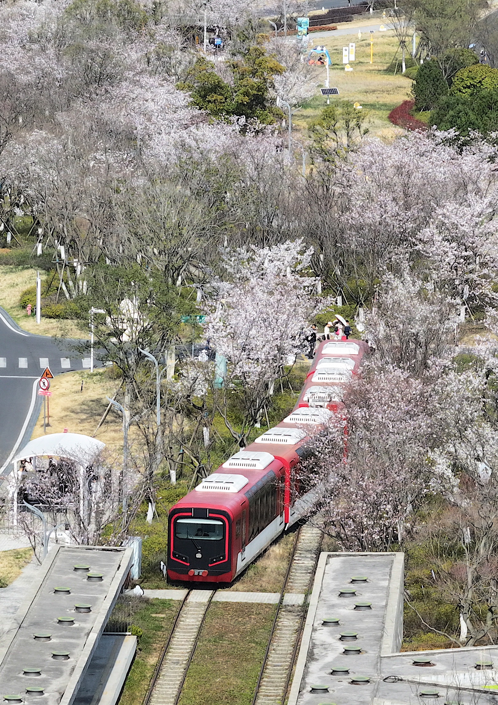 三月中旬起，园博园内樱花、梅花、海棠、桃花次第绽放。