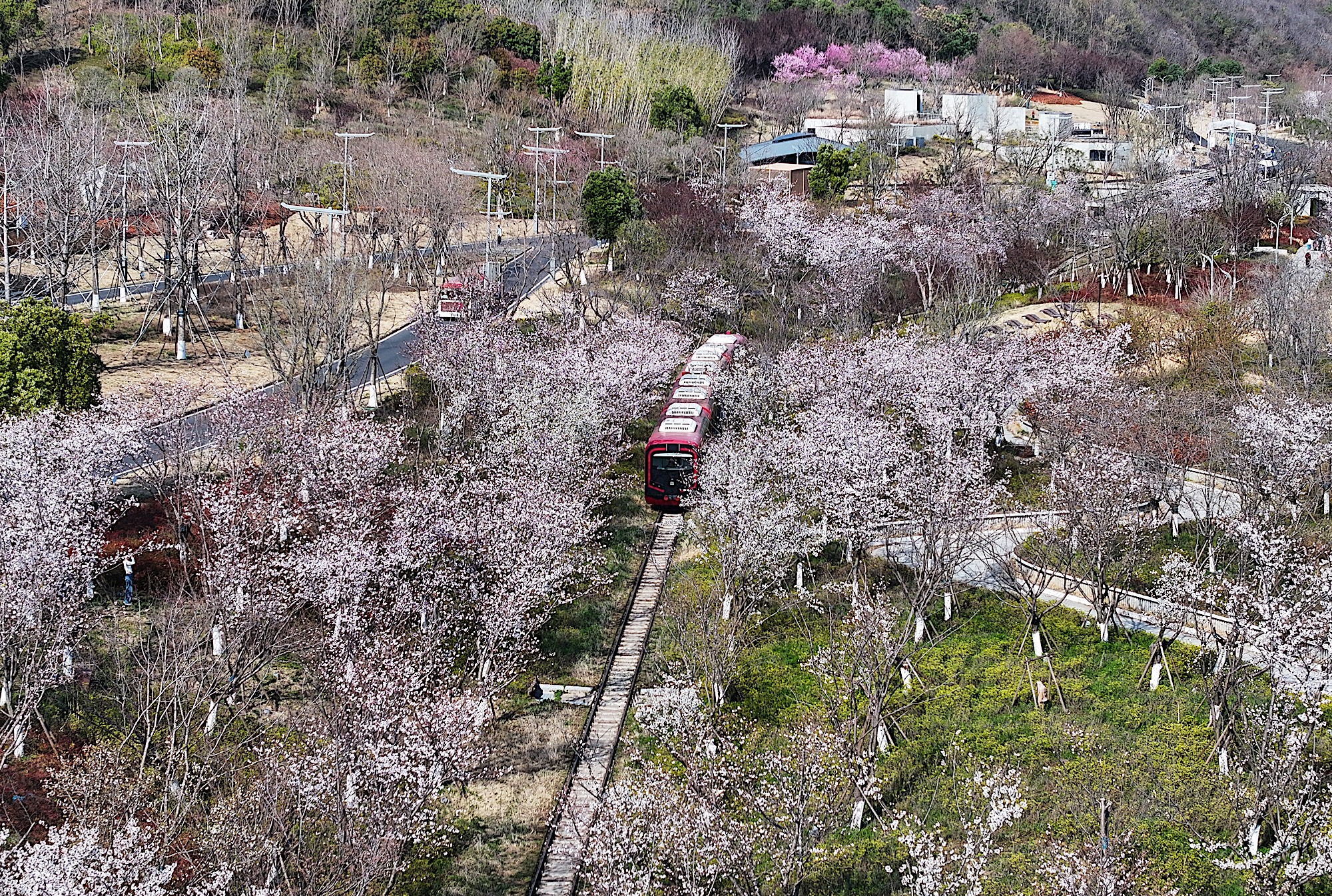 长达4公里的樱花大道从崖畔花谷蜿蜒至东宁门，复古造型的小火车穿行其间，恍如驶入粉白交织的“春日画卷”。