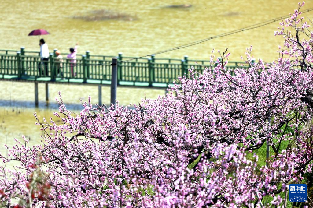 3月23日，游人在福建省宁德市古田县凤都镇际面村踏青赏花。
春分过后，各地春意融融。人们纷纷来到户外踏青赏花，乐享春光。
新华社发（王旺旺摄）