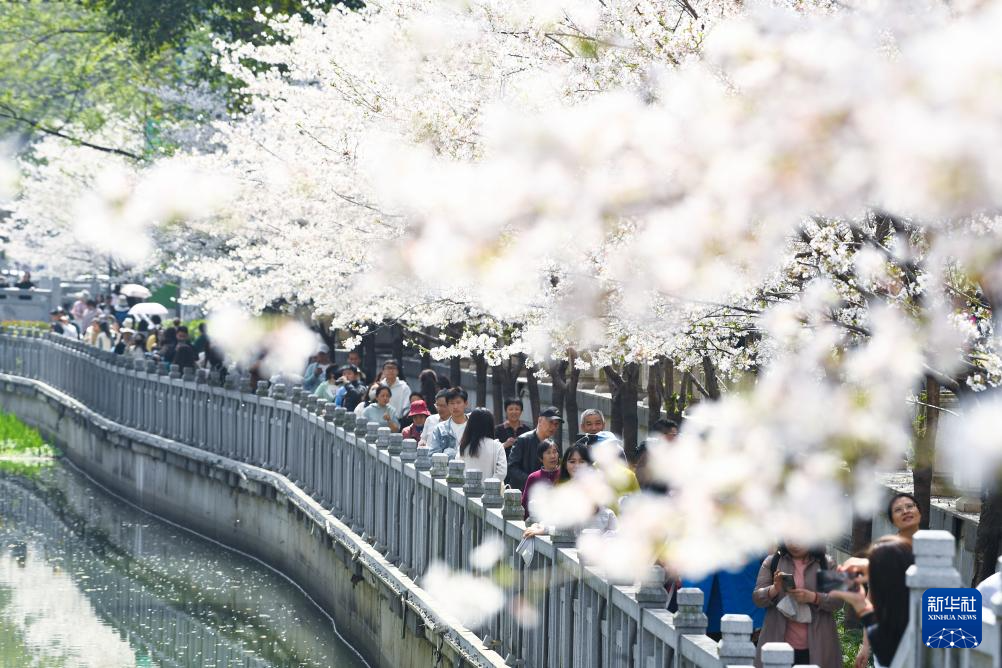 3月24日，游人在南京珍珠河畔赏樱游玩。
春分过后，各地春意融融。人们纷纷来到户外踏青赏花，乐享春光。
新华社发（杨素平摄）