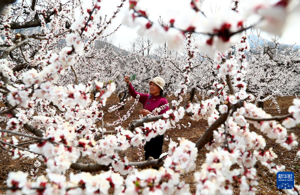3月23日，游人在山东省枣庄市山亭区山城街道老朴山村杏园游玩。
春分过后，各地春意融融。人们纷纷来到户外踏青赏花，乐享春光。
新华社发（张强摄）