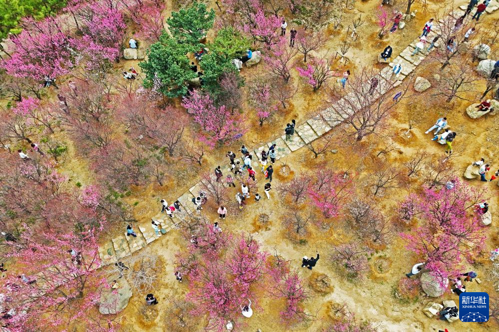3月23日，游人在山东省烟台市芝罘区南山公园赏花游玩（无人机照片）。
春分过后，各地春意融融。人们纷纷来到户外踏青赏花，乐享春光。
新华社发（孙文潭摄）