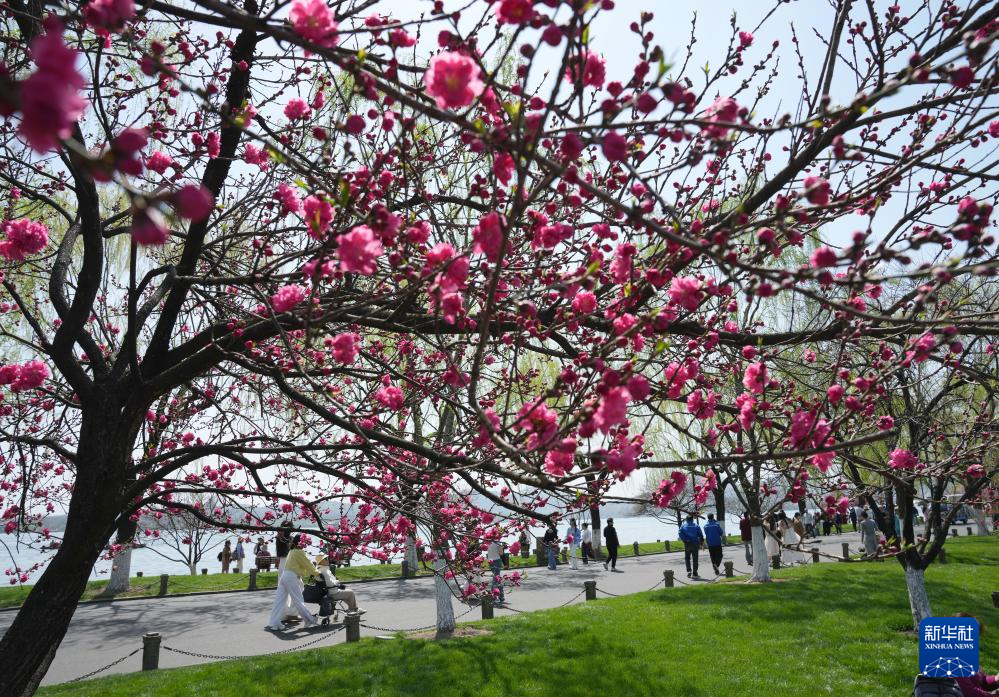 3月24日，游人走在杭州西湖白堤上。
春分过后，各地春意融融。人们纷纷来到户外踏青赏花，乐享春光。
新华社记者 韩传号 摄